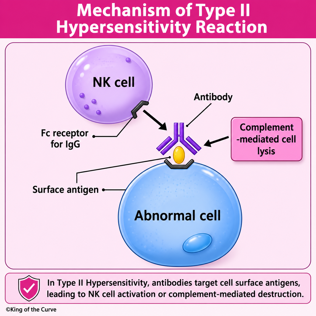 🛡️ Mechanism of Type II Hypersensitivity Reaction