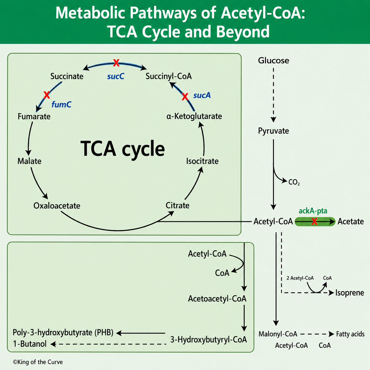 🧬 Metabolic Pathways of Acetyl-CoA: TCA Cycle and Beyond