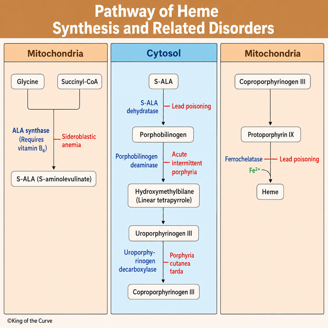 🩸 Pathway of Heme Synthesis and Related Disorders
