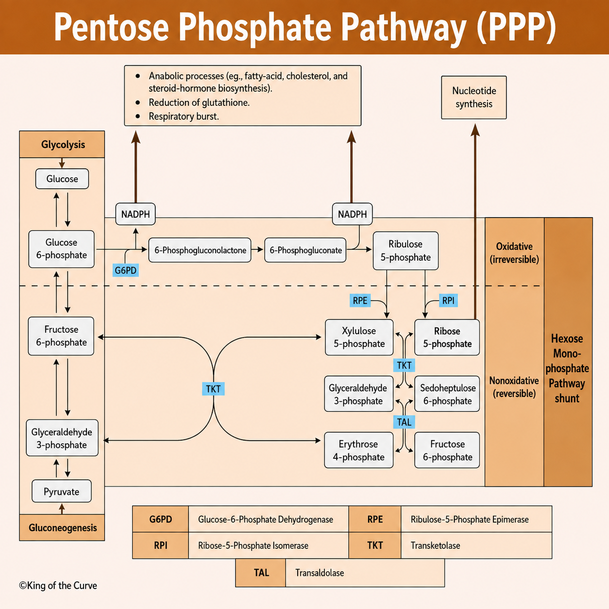 Pentose Phosphate Pathway (PPP): Functions, Steps, Enzymes &amp; Clinical Significance