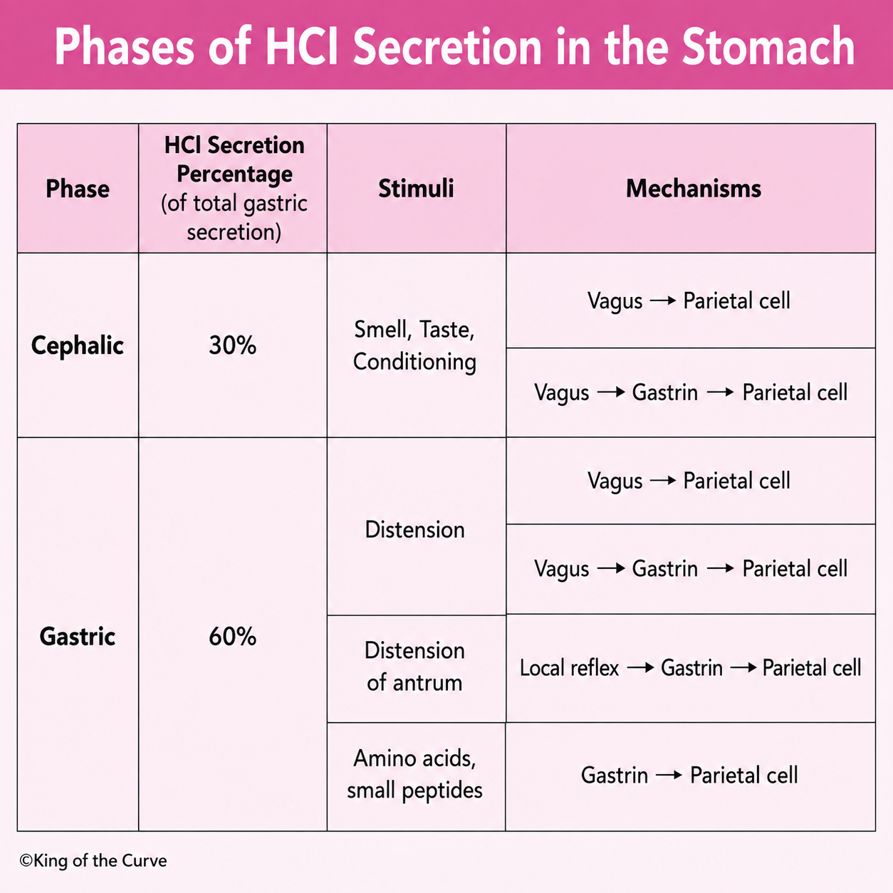 🧠 Phases of HCl Secretion in the Stomach