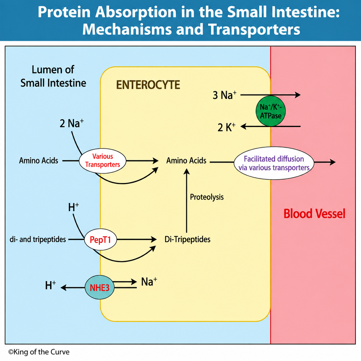 🍗 Protein Absorption in the Small Intestine