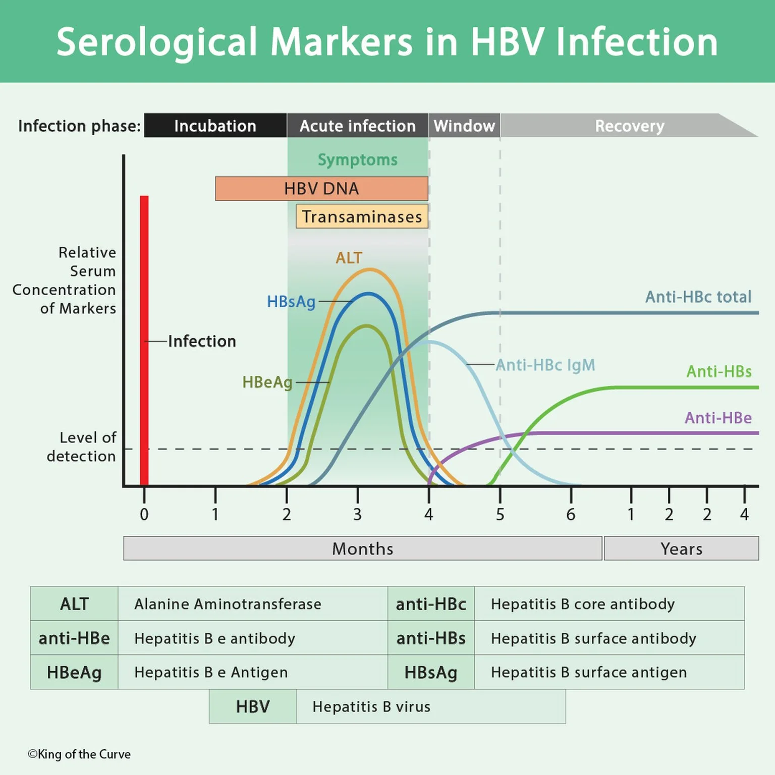Serological Markers in HBV Infection: An MCAT Guide to Hepatitis B Serology