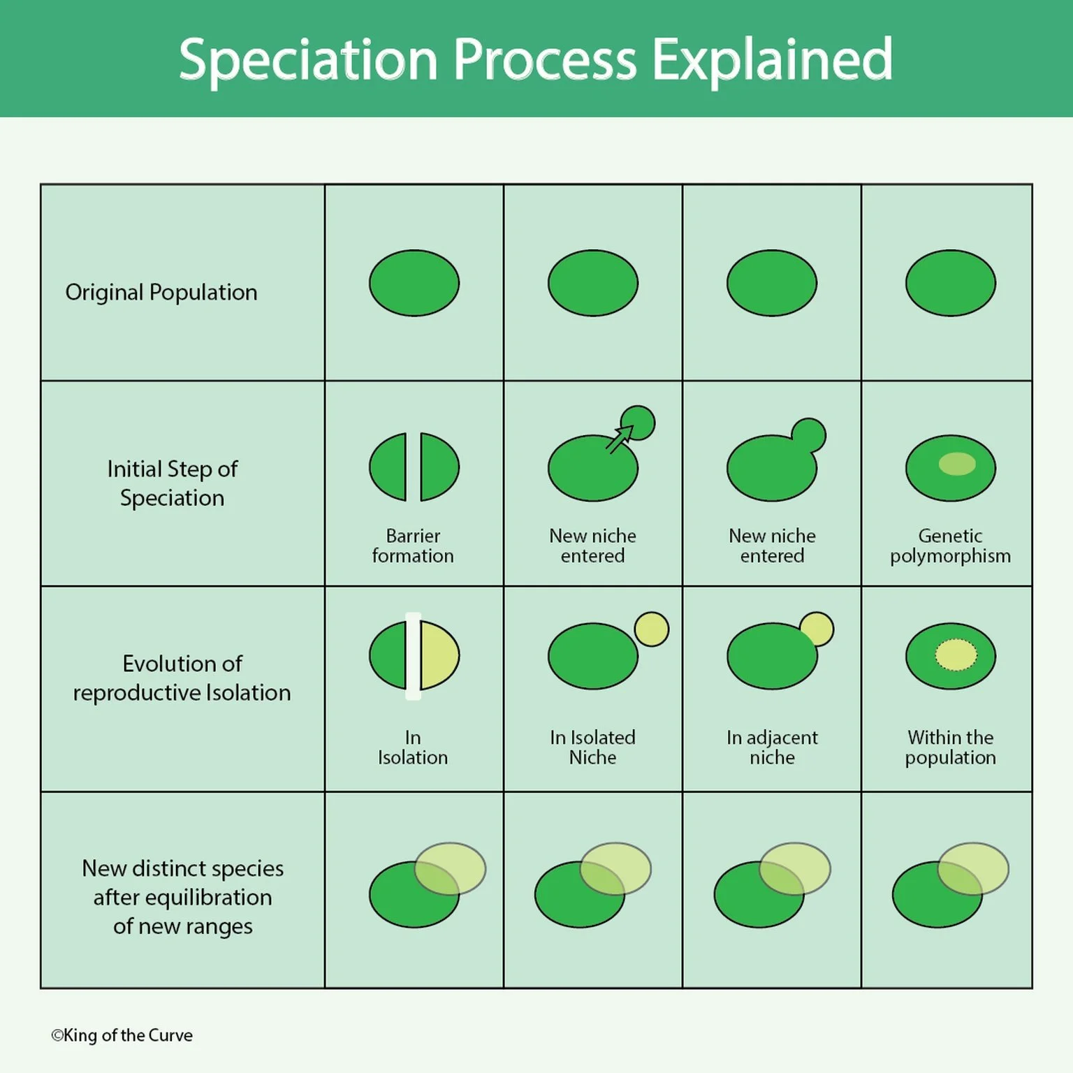 🧬 Speciation Process Explained: How New Species Form