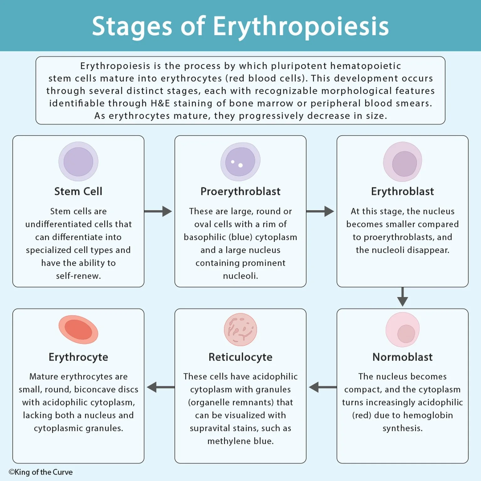 🩸 Stages of Erythropoiesis: How Red Blood Cells Develop