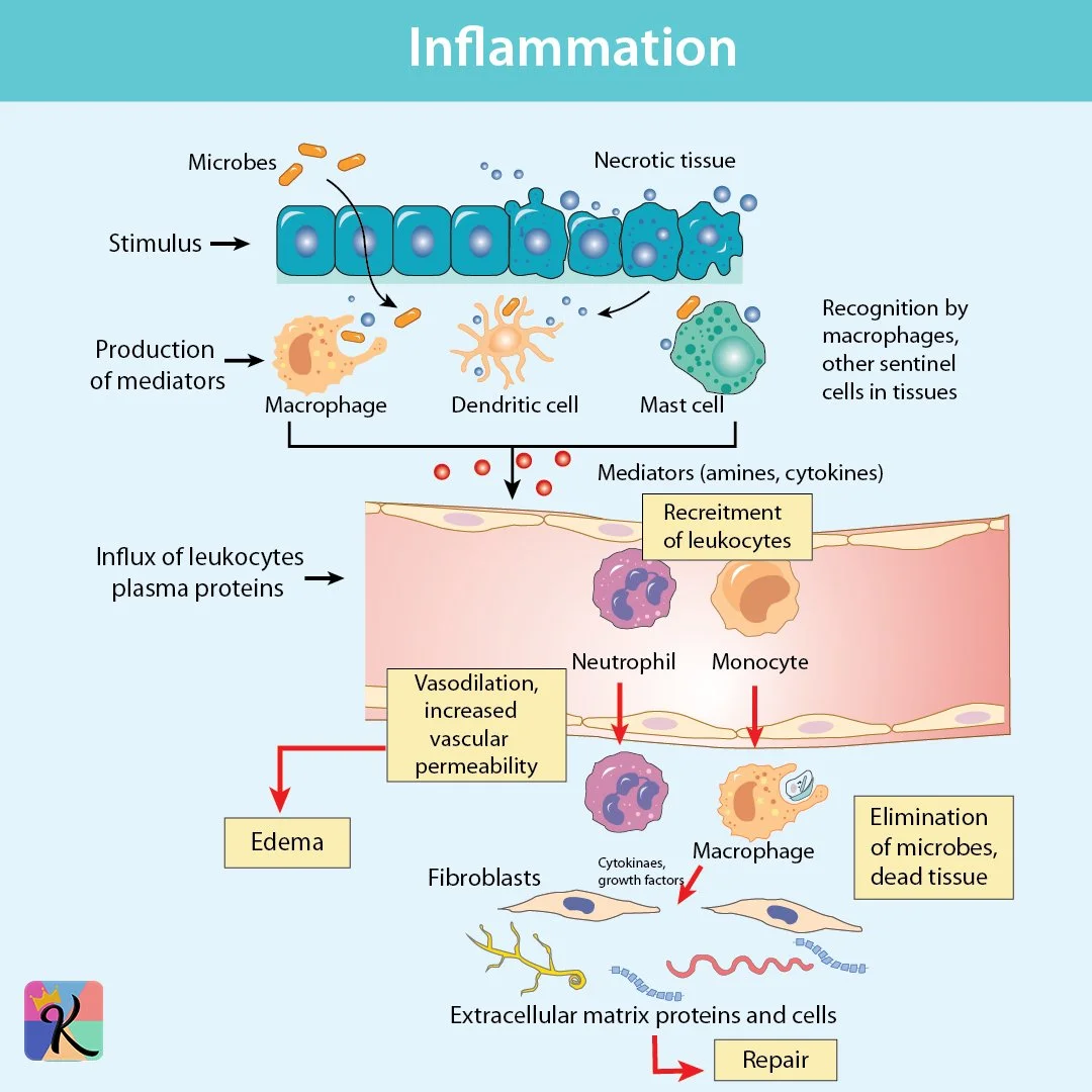 🔥 Inflammation: How the Body Responds to Injury and Infection