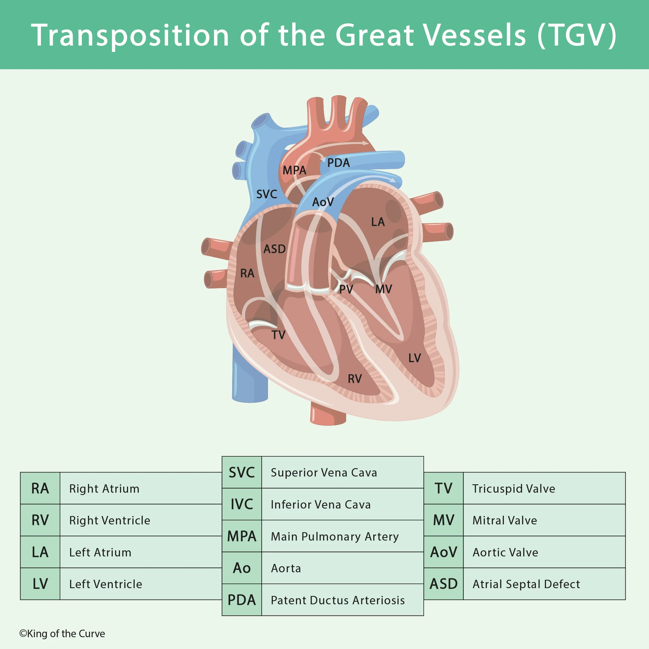 Transposition of the Great Vessels (TGV): A High-Yield MCAT Guide