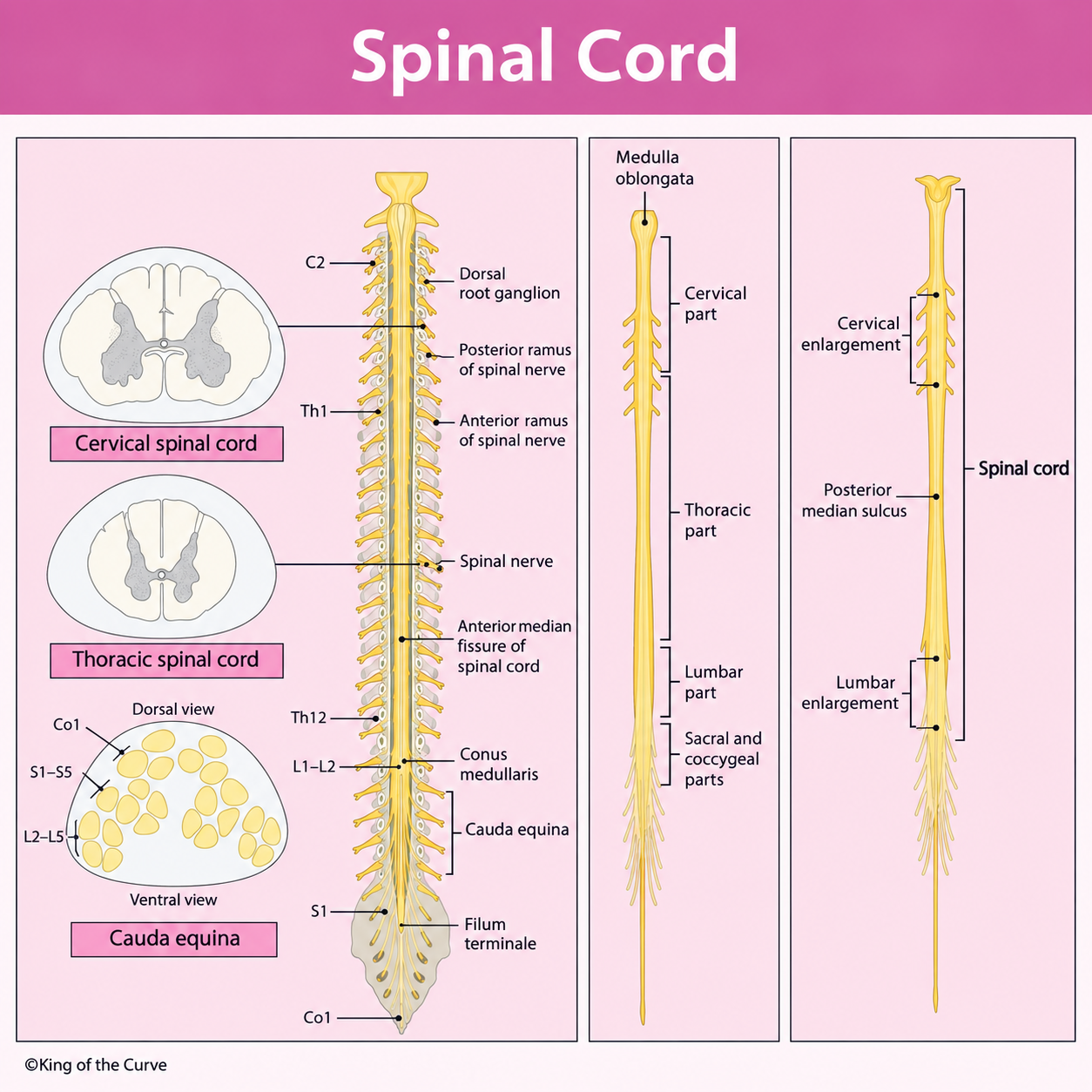 🧠 Spinal Cord Anatomy: Structure, Regions &amp; MCAT Essentials