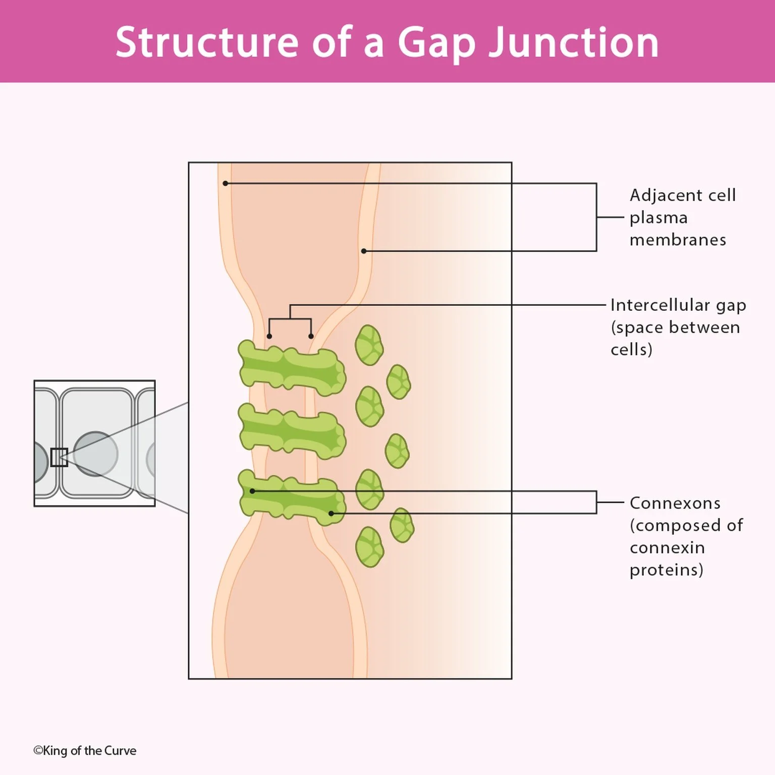 🔗 Gap Junctions: Structure, Function, and Cell-to-Cell Communication