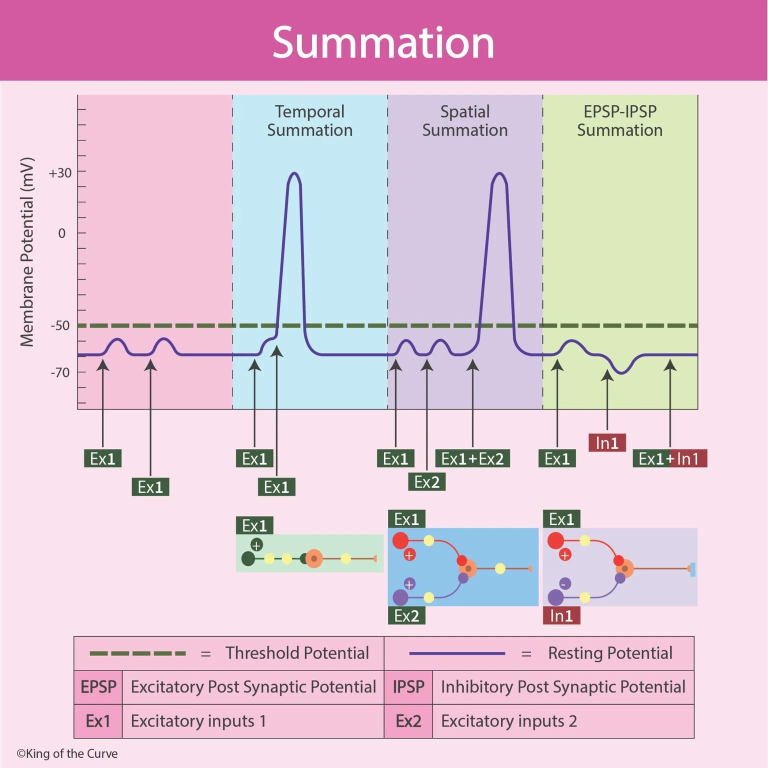 🧠 Neural Summation: Temporal, Spatial, and EPSP–IPSP Integration