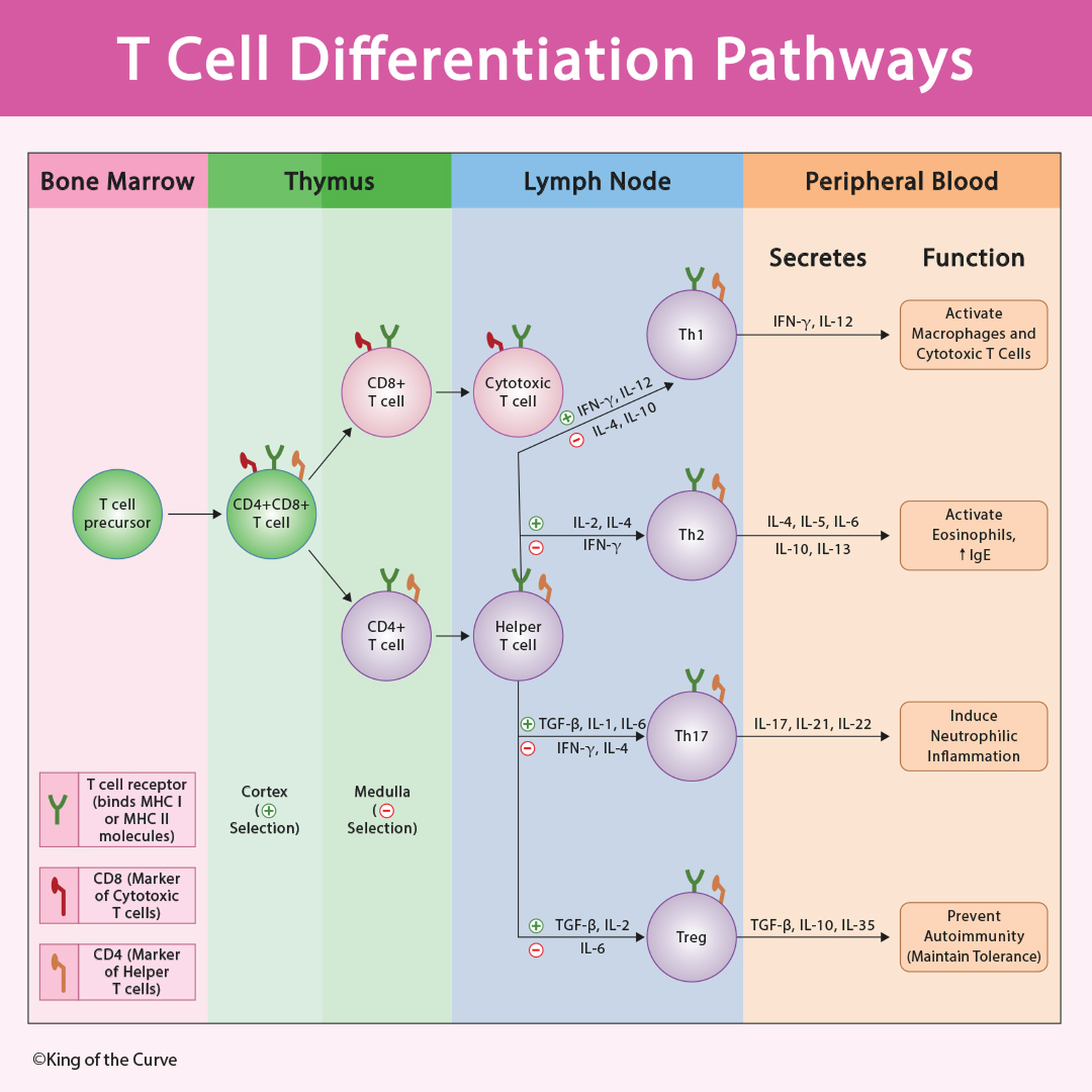 🧬 T Cell Differentiation Pathways: A High-Yield Immunology Guide