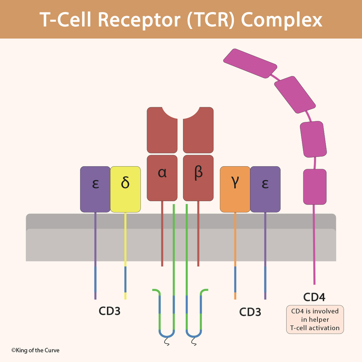 🧬 T-Cell Receptor (TCR) Complex: How T Cells Recognize Antigens
