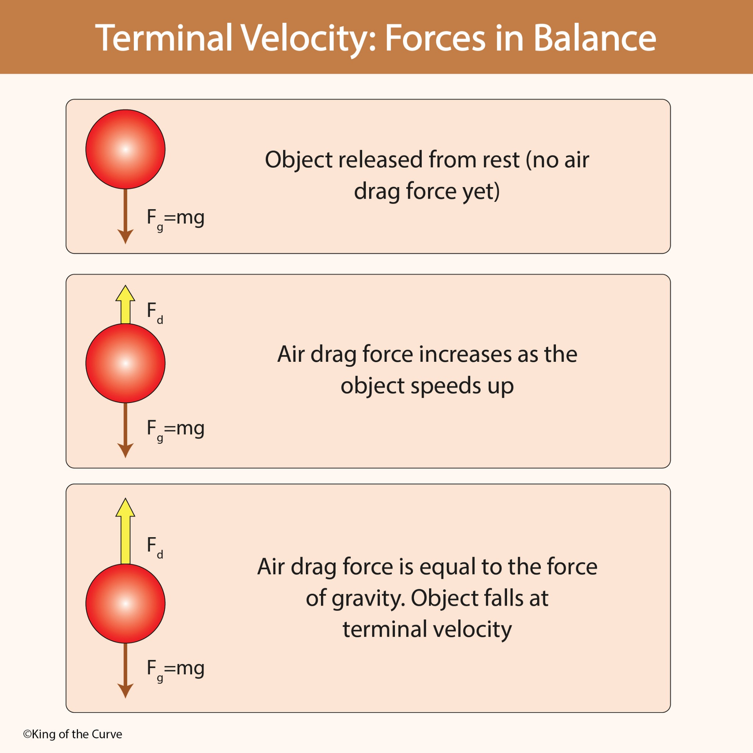 🍂 Terminal Velocity: Forces in Balance