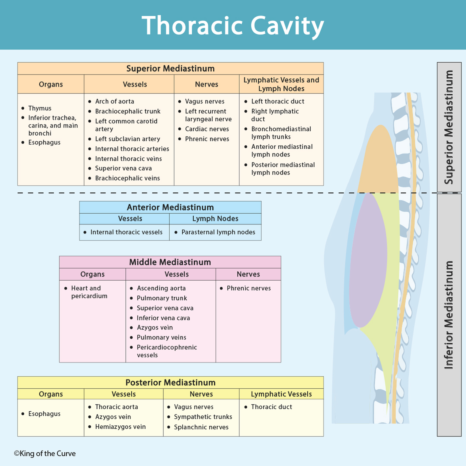 🫁 Thoracic Cavity and Mediastinum: Anatomy Made Simple
