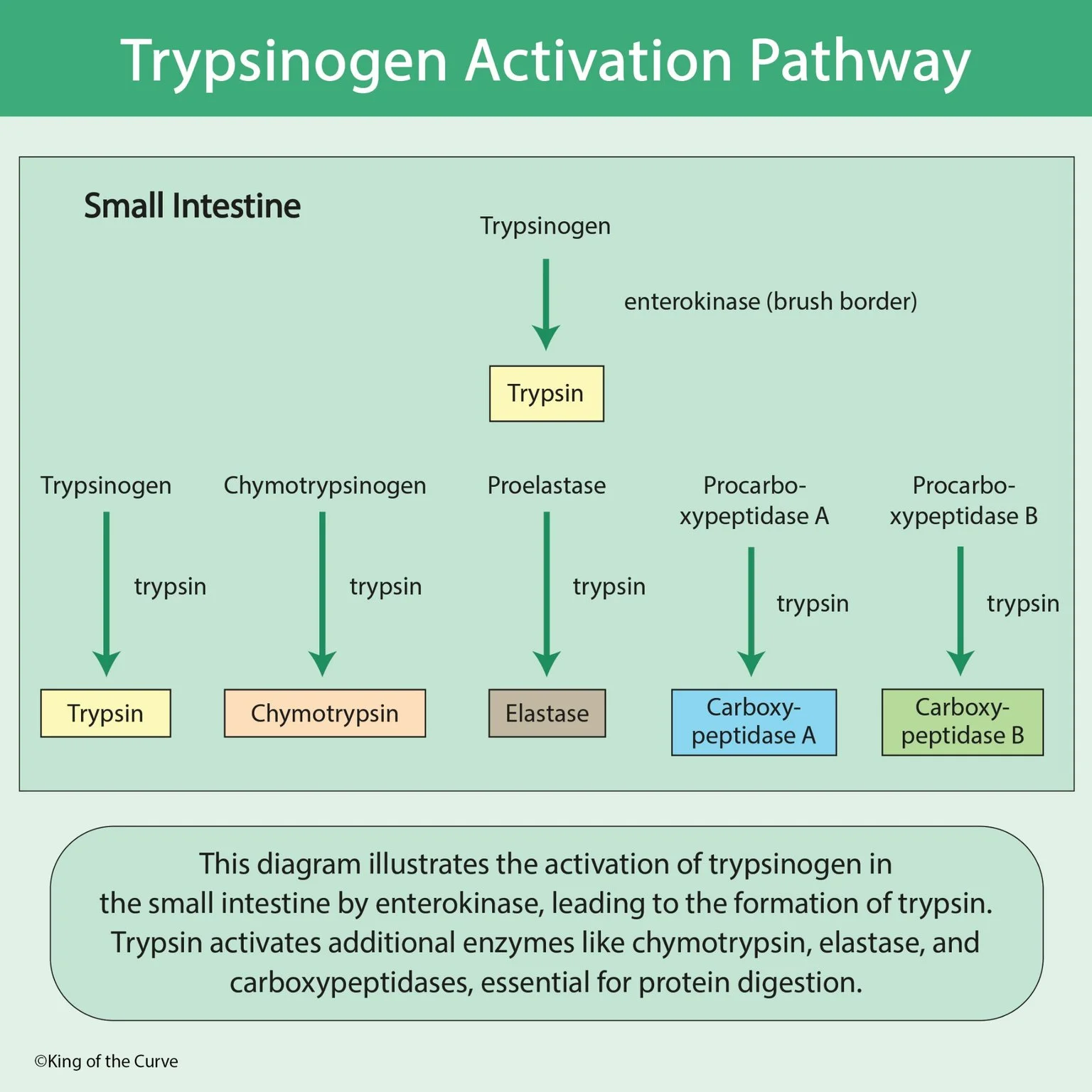 🧬 Trypsinogen Activation Pathway: A High-Yield Guide to Protein Digestion