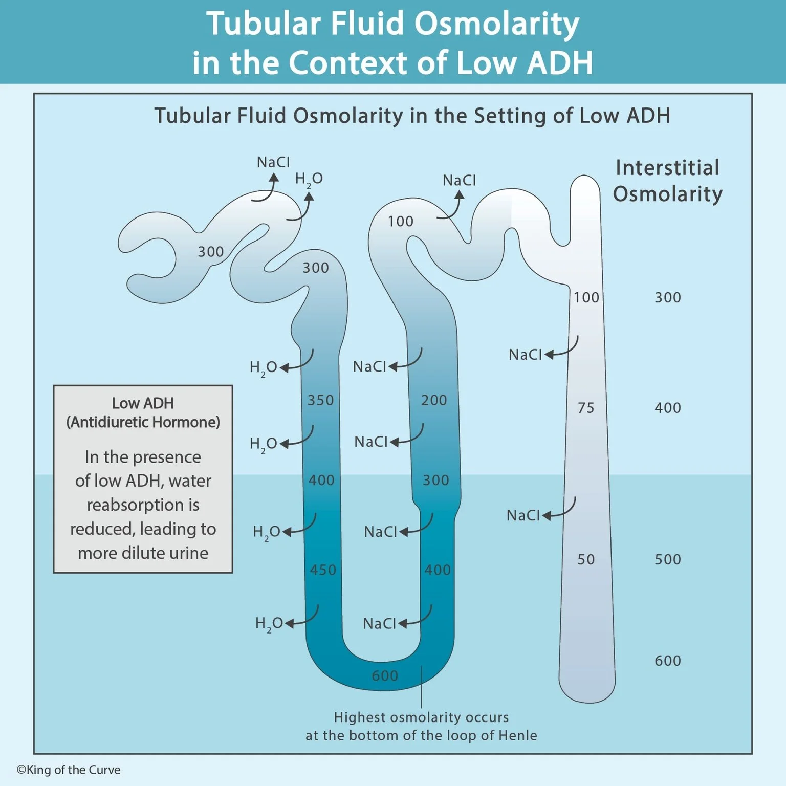 💧 Tubular Fluid Osmolarity in Low ADH: Understanding the Nephron