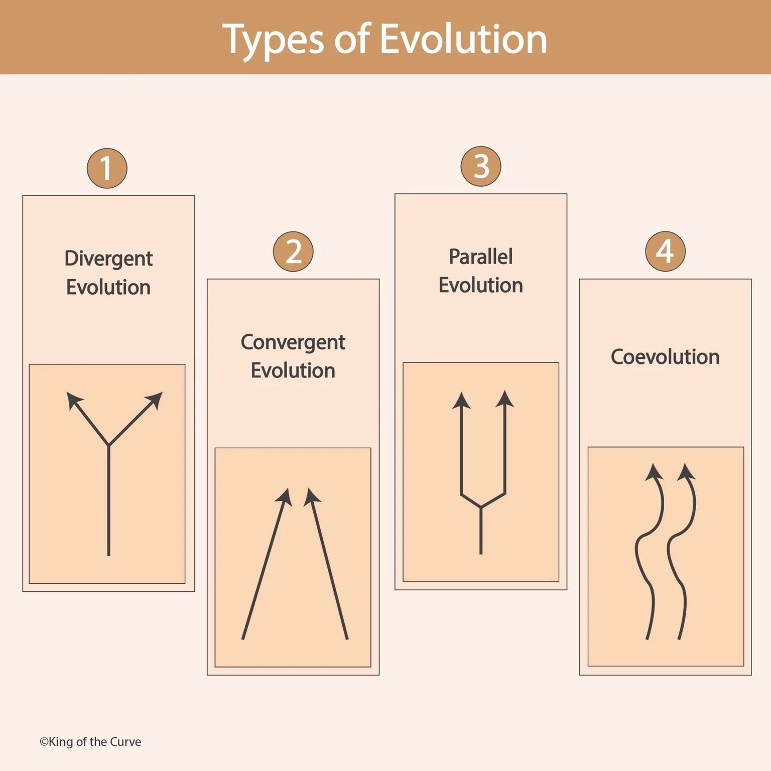 🧬 Types of Evolution: Divergent, Convergent, Parallel &amp; Coevolution