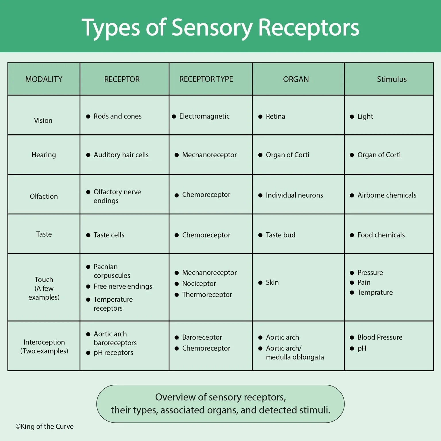 👁️ Types of Sensory Receptors: How the Body Detects Stimuli
