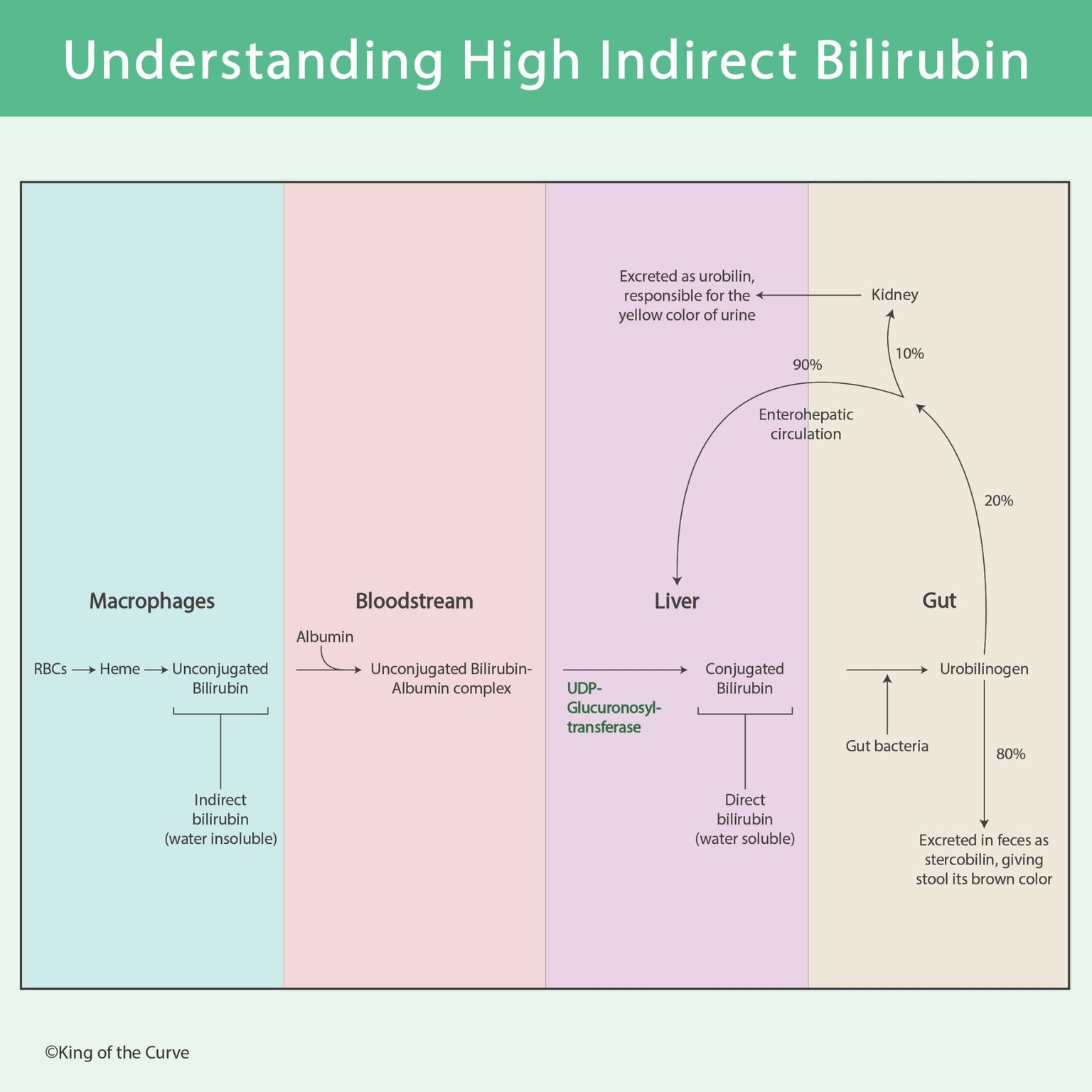 🧪 Understanding High Indirect Bilirubin: Bilirubin Metabolism Made Easy