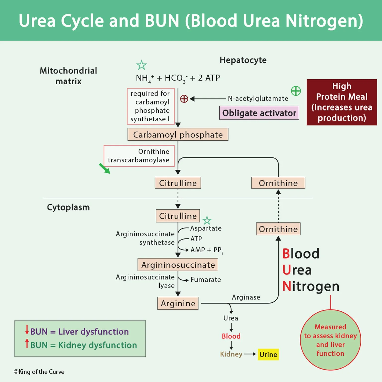 🧬 Urea Cycle and BUN: Nitrogen Metabolism for the MCAT