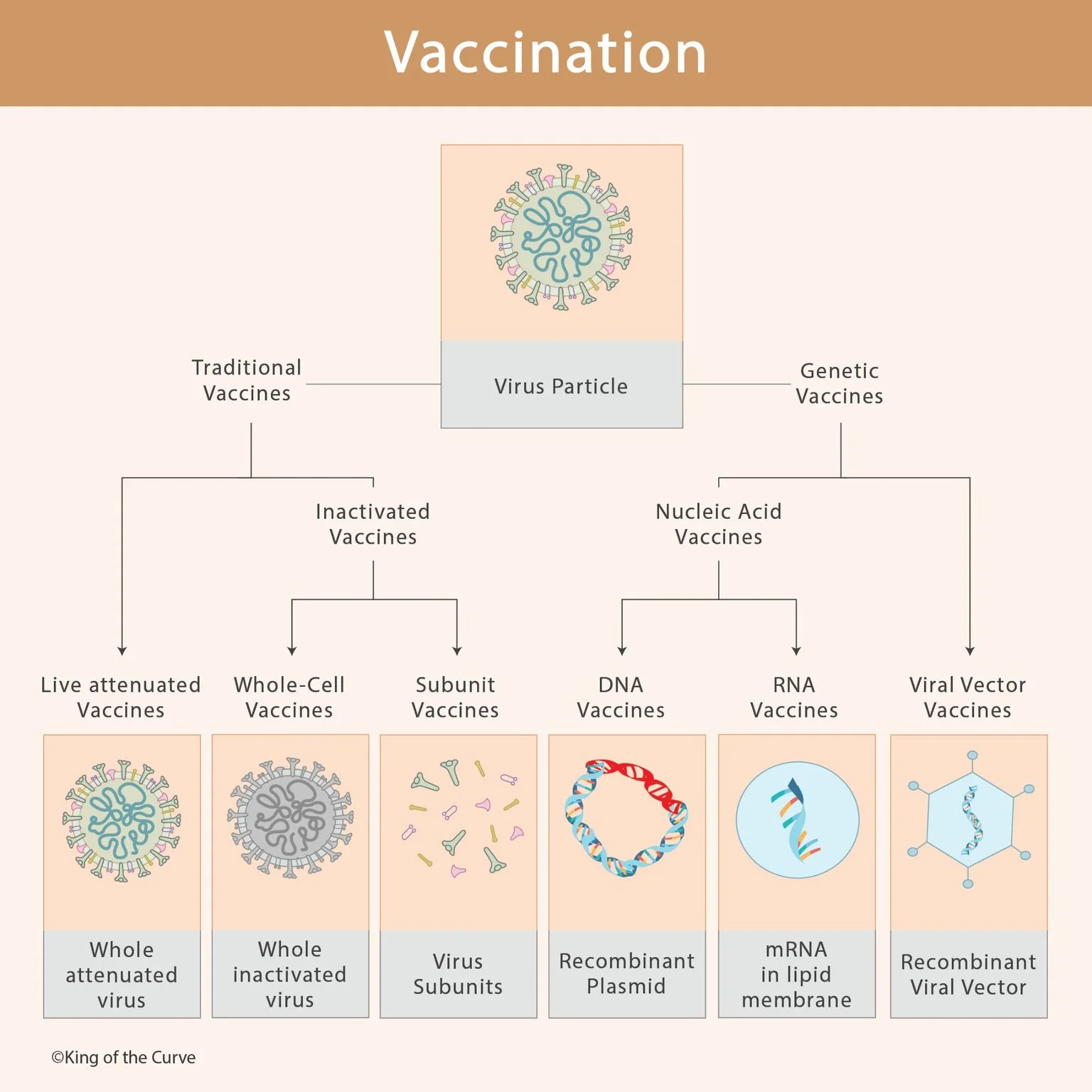 💉 Vaccination: Vaccine Types and How They Work (Copy)