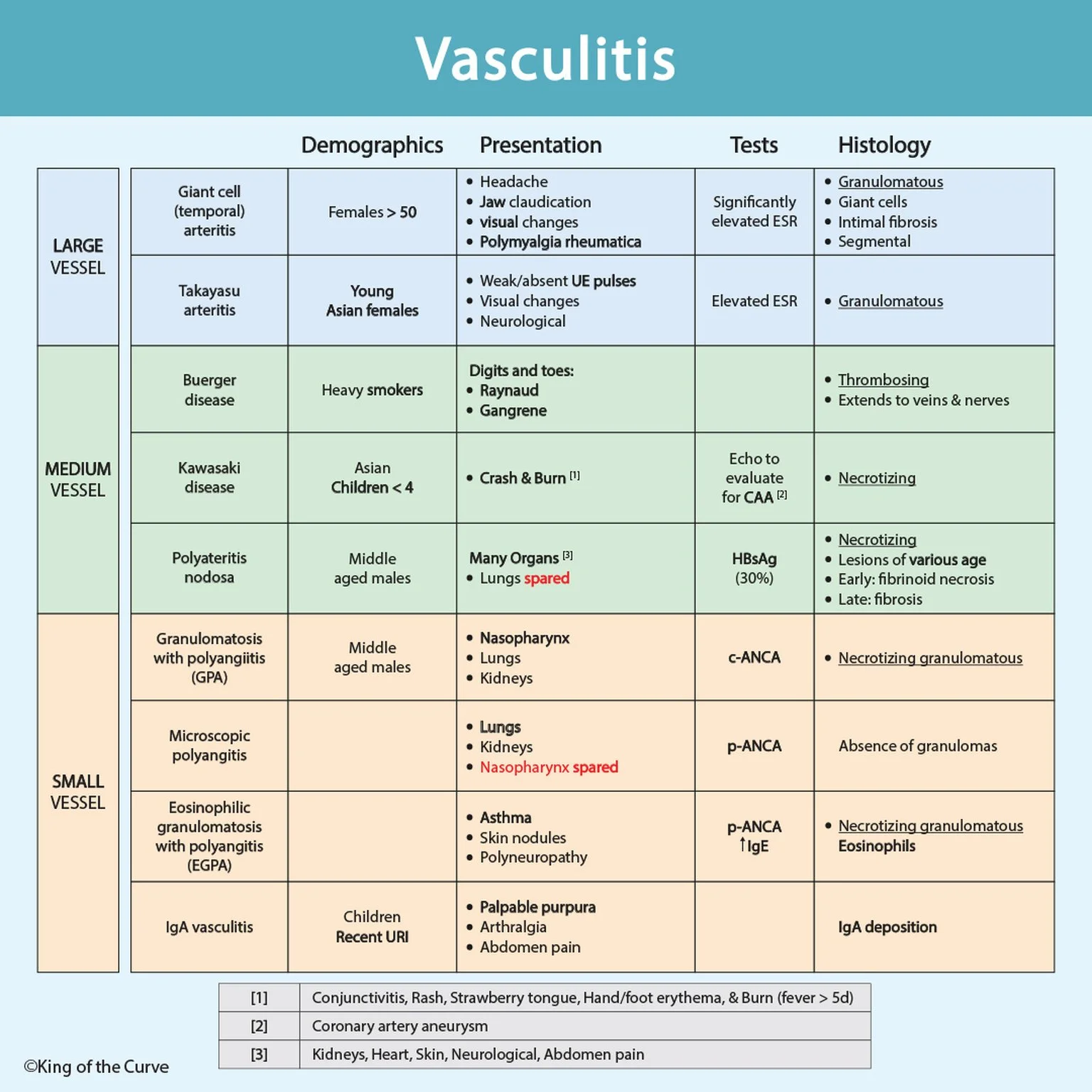 🩸 Vasculitis: Understanding Vessel Size, Clinical Features, and Key Tests