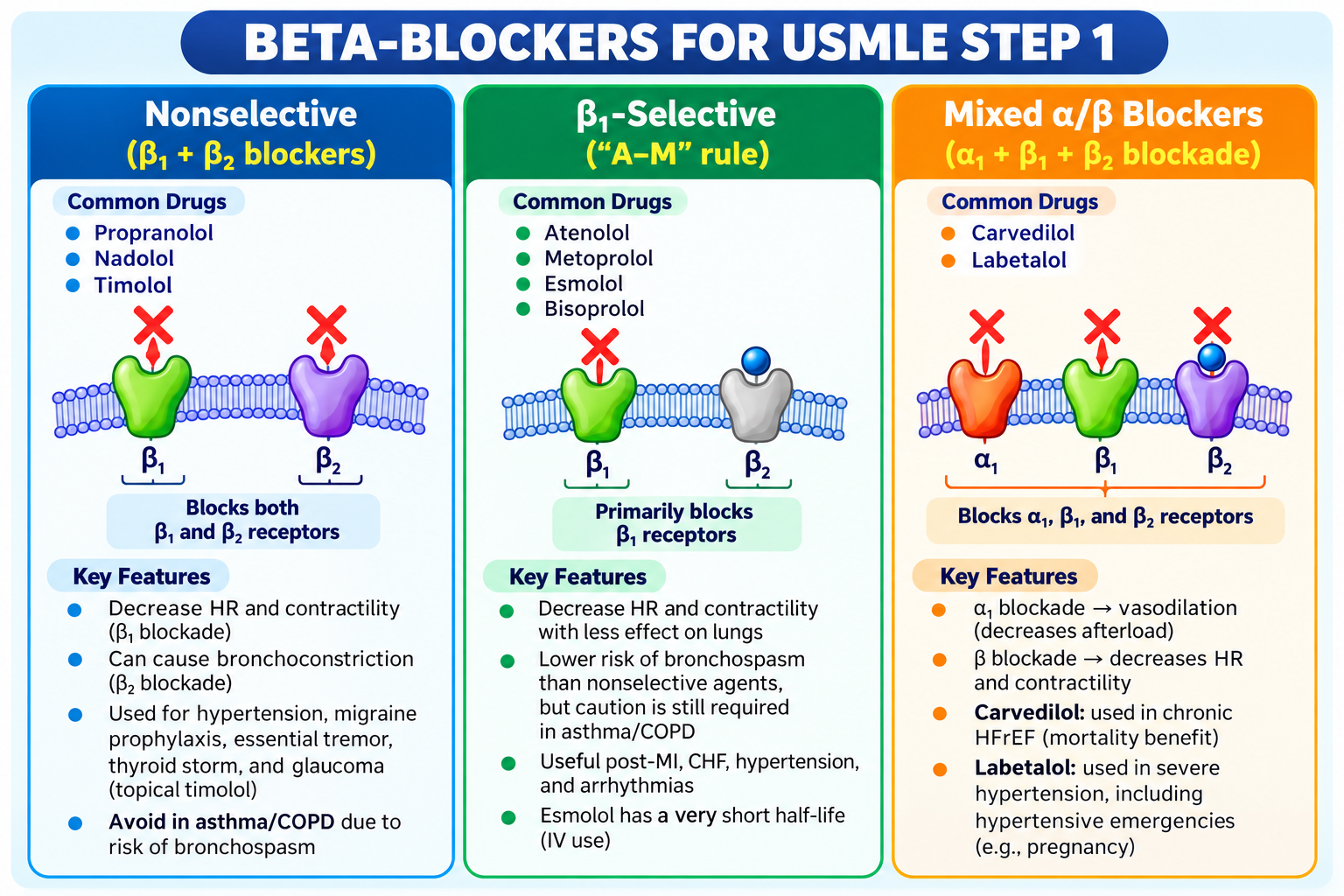 Beta-Blockers Explained for USMLE Step 1: Selectivity, Uses, and Side Effects