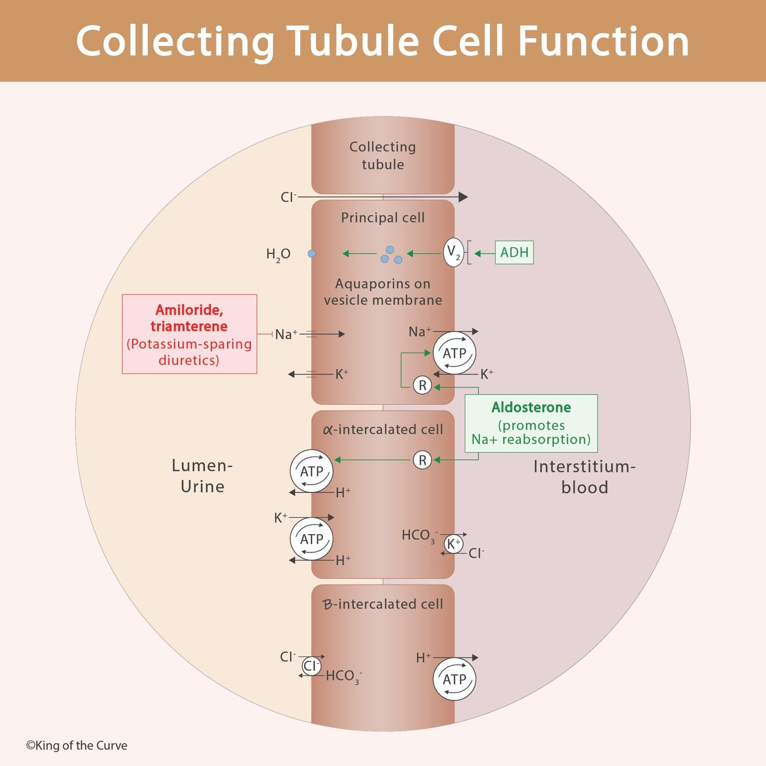 🚰 Collecting Tubule Cell Function Explained: ADH, Aldosterone, and Diuretics
