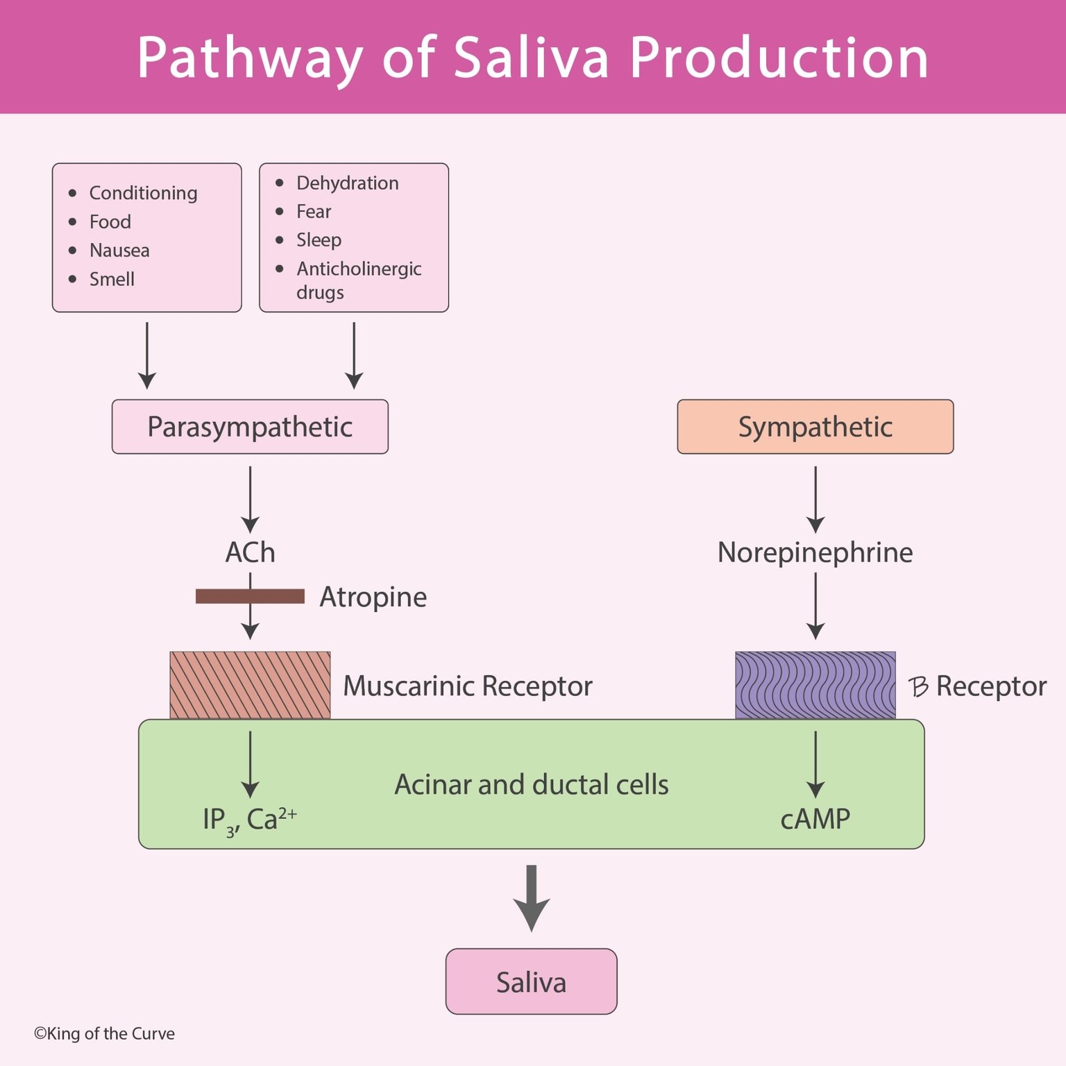🧠 Pathway of Saliva Production: Parasympathetic vs Sympathetic Control