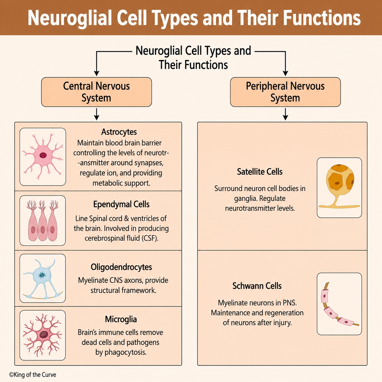 🧠 Neuroglial Cell Types and Their Functions: A Complete Guide to CNS and PNS Glial Cells