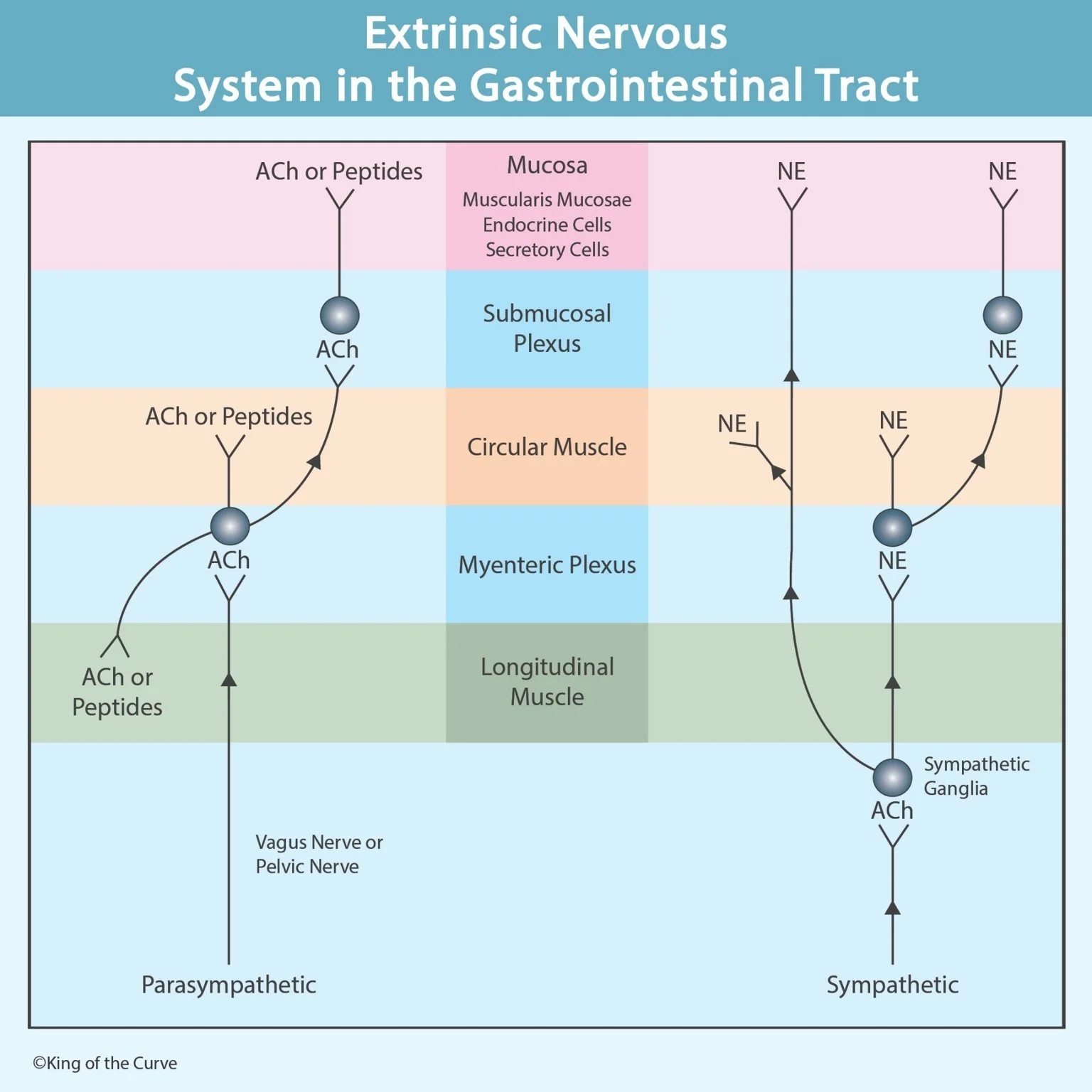 🧠 Extrinsic Nervous System in the Gastrointestinal Tract