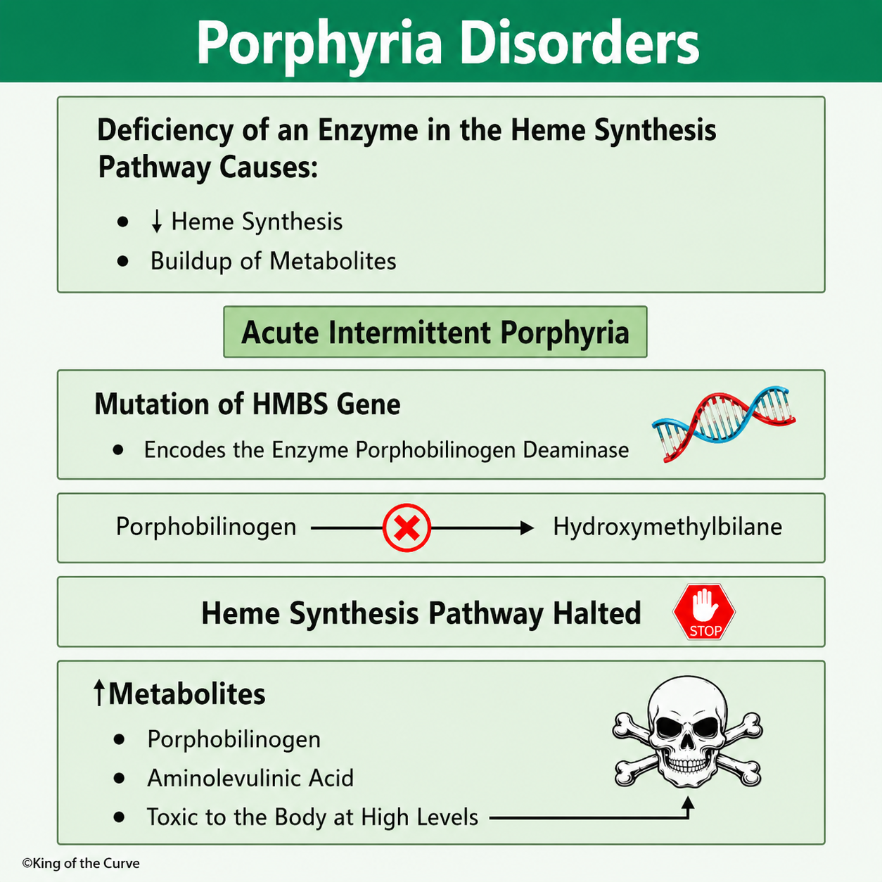 🧬 Porphyria Disorders: Understanding Acute Intermittent Porphyria and Heme Synthesis