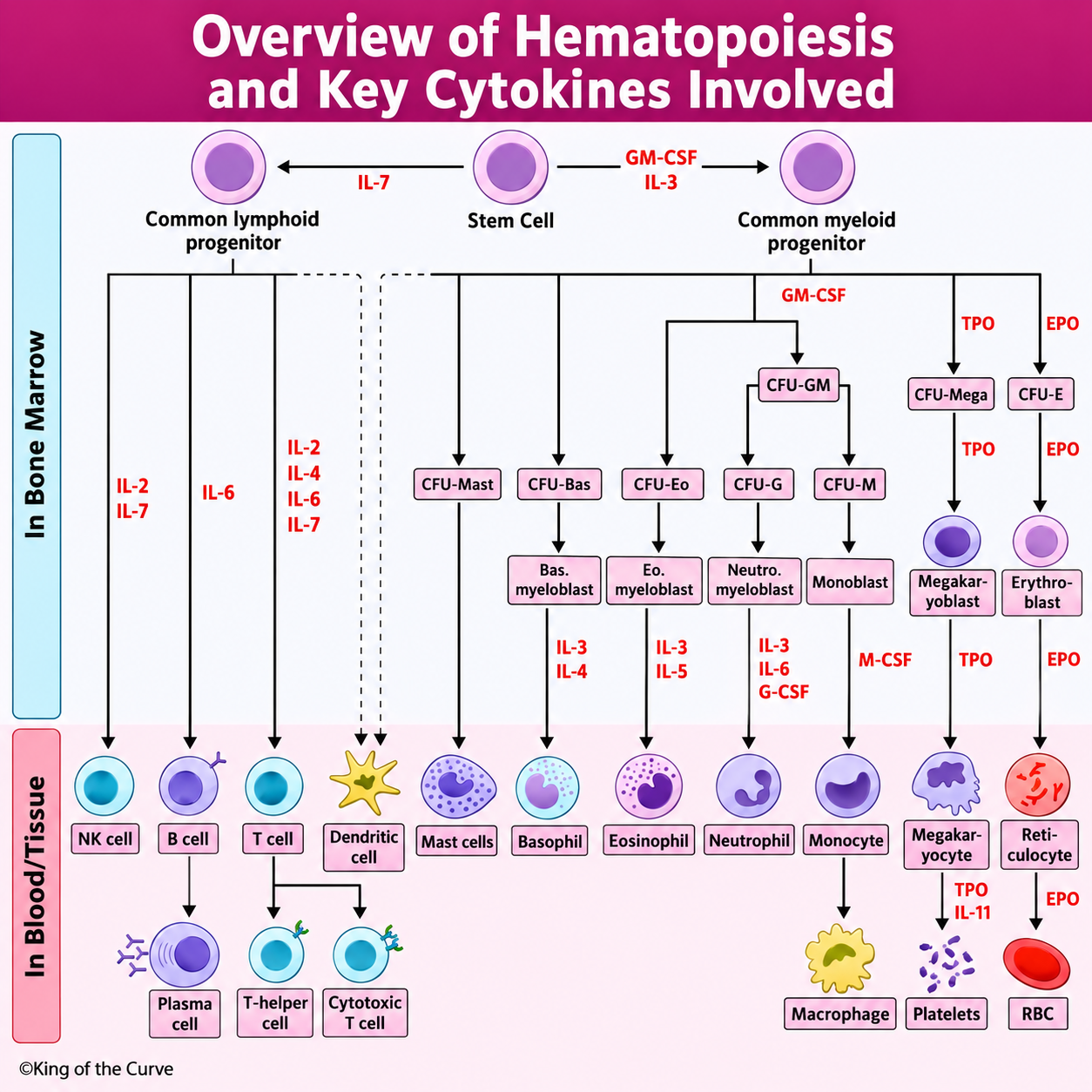 Overview of Hematopoiesis and Key Cytokines Involved