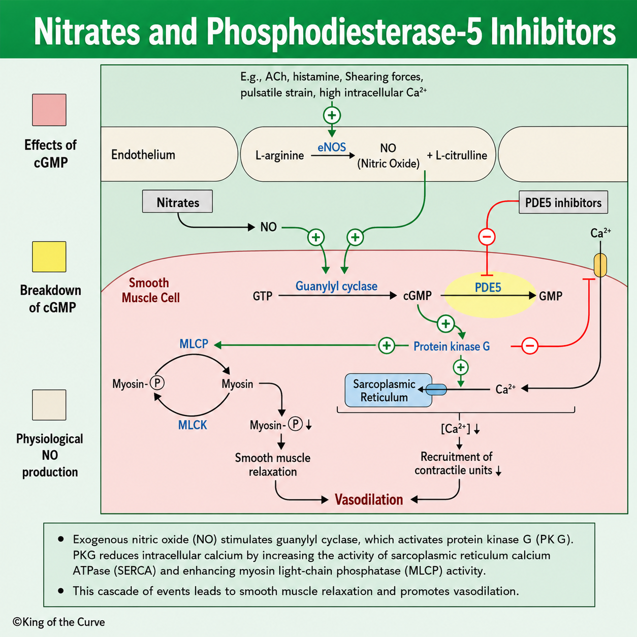 💊 Nitrates and Phosphodiesterase-5 (PDE5) Inhibitors