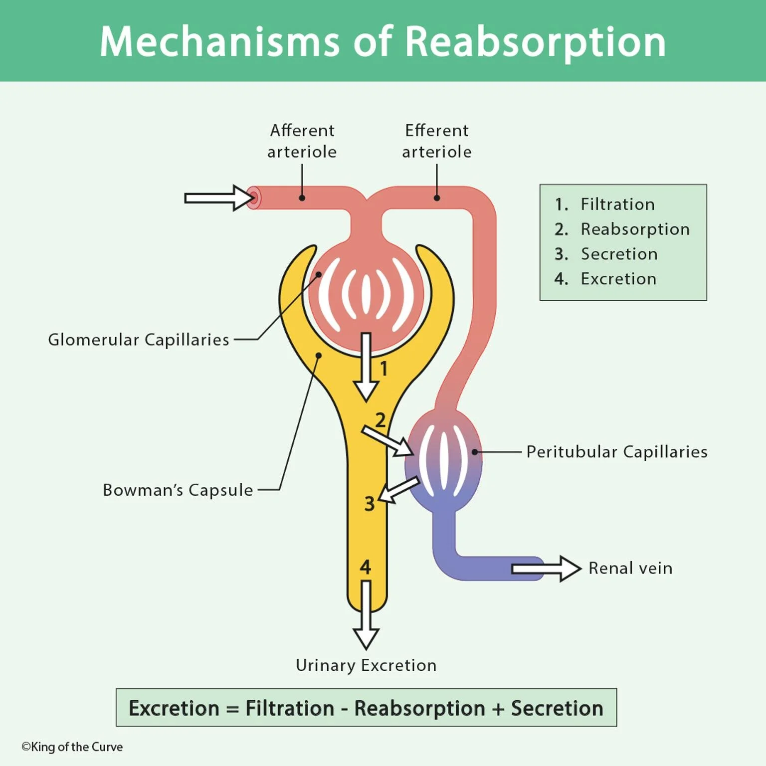 💧 Mechanisms of Reabsorption: How the Kidneys Fine-Tune Filtration ...