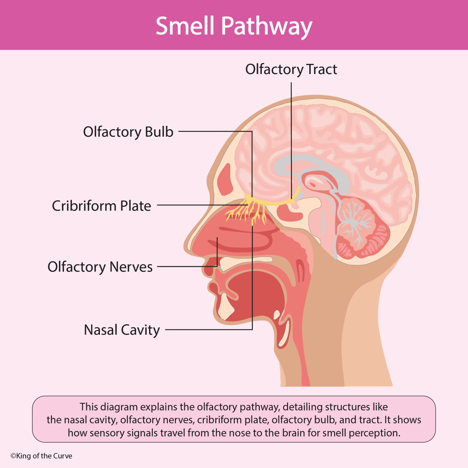 🧠 Smell Pathway (Olfactory Pathway)