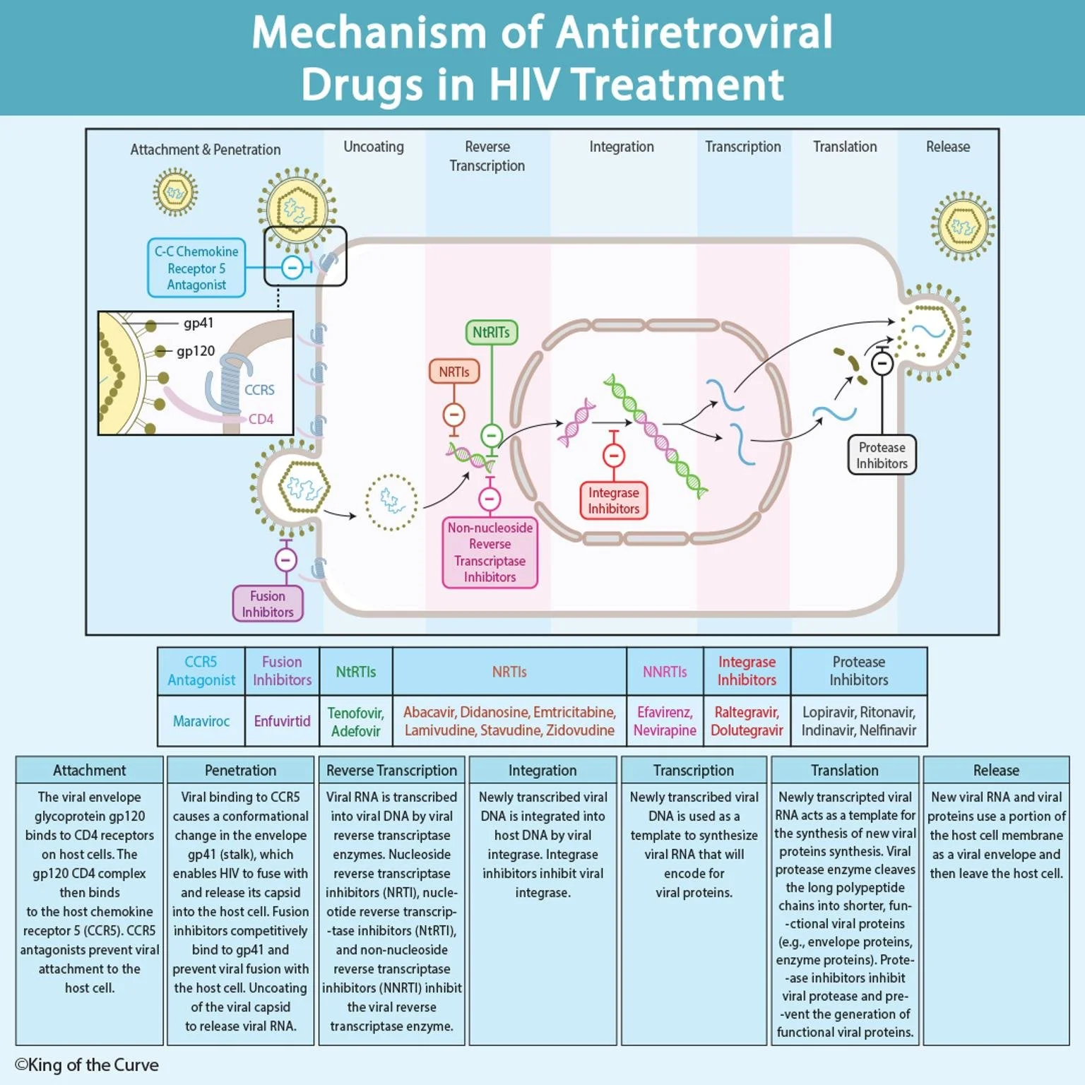 mechanism-of-antiretroviral-drugs-in-hiv-treatment-king-of-the-curve