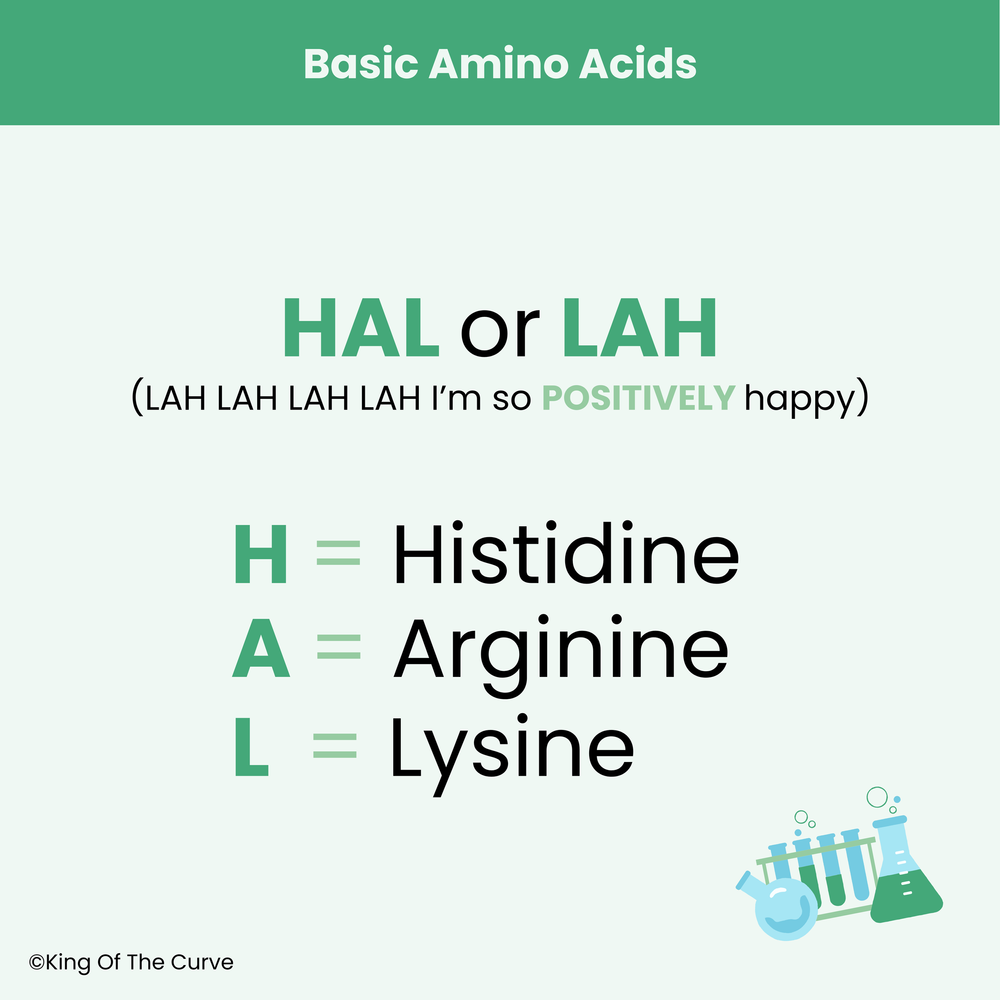 Unlocking the Basics of Amino Acids: HAL or LAH Method — King of the Curve