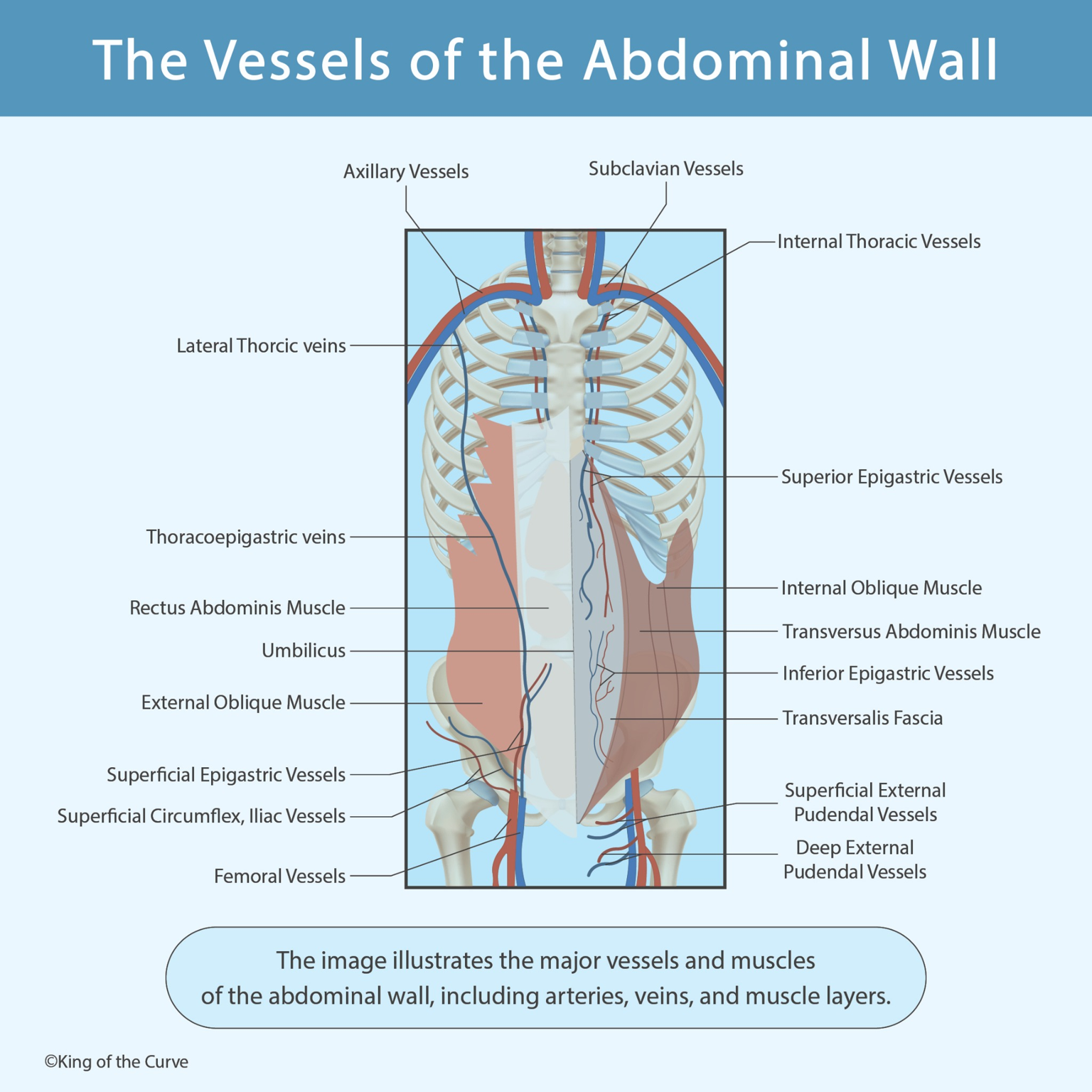 🩺 The Vessels of the Abdominal Wall: Anatomy & Clinical Importance