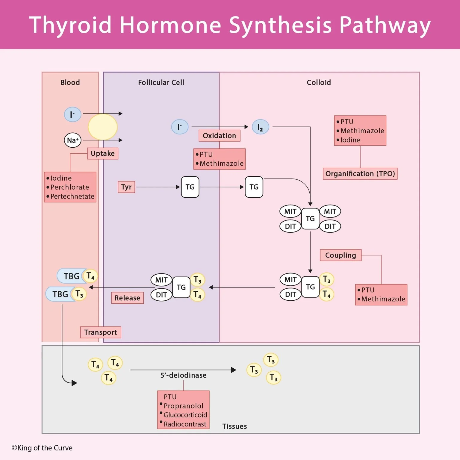🦋 Thyroid Hormone Synthesis Pathway: A High-Yield MCAT Guide
