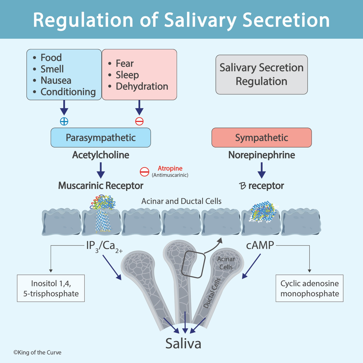 🔹 Introduction: Why Saliva Matters