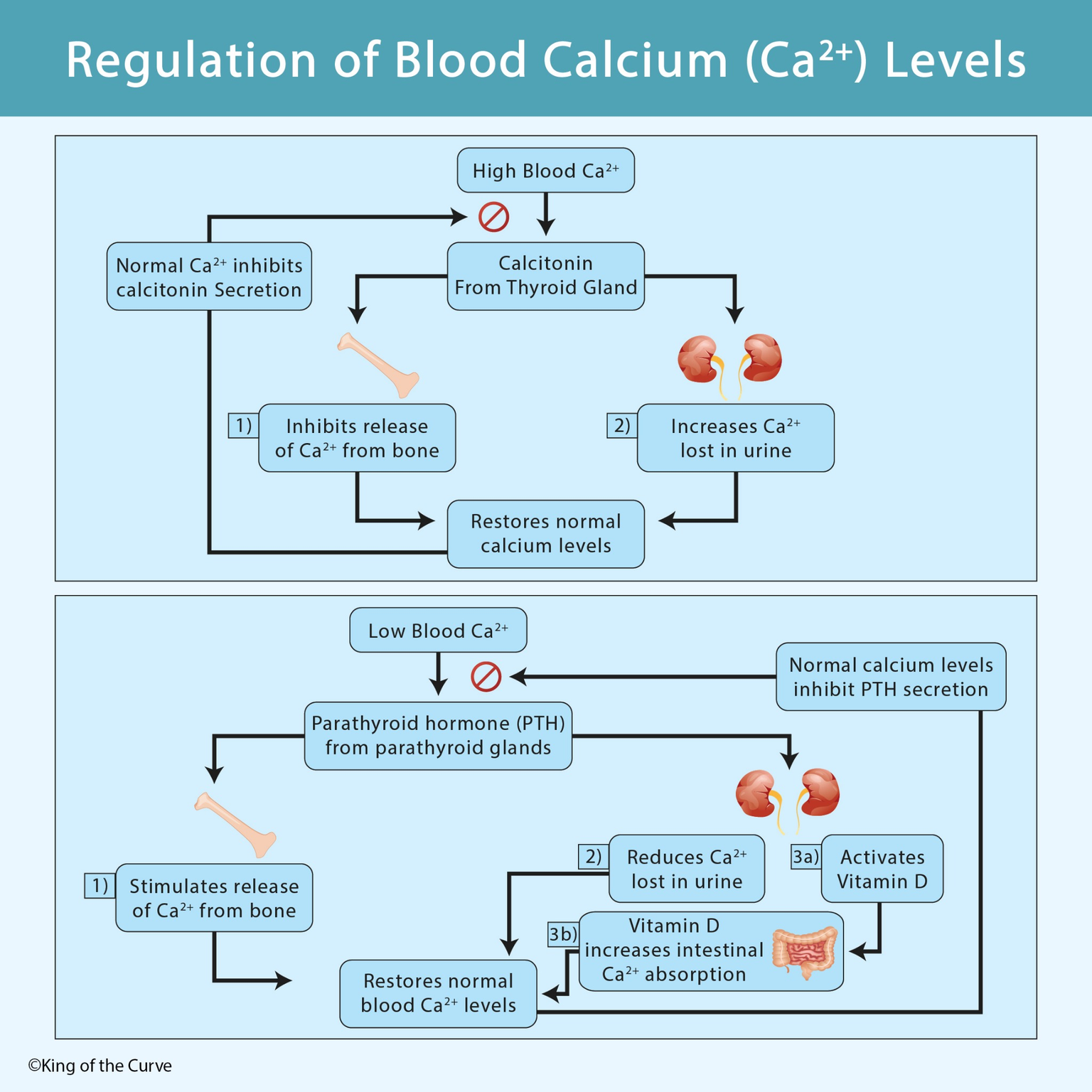 🦴 Regulation of Blood Calcium Levels: PTH, Calcitonin & Vitamin D for the MCAT