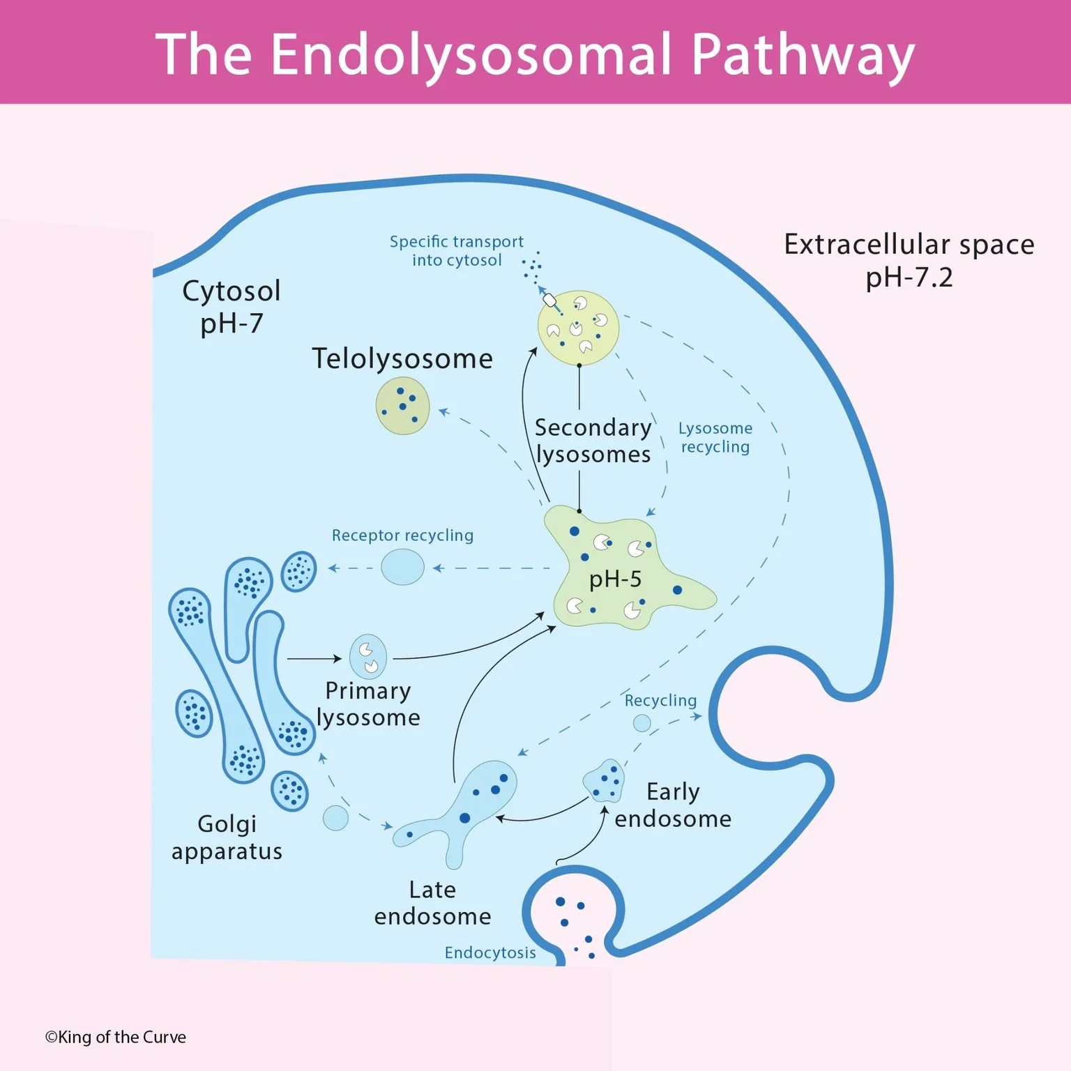 🧬 The Endolysosomal Pathway: Endosomes, Lysosomes, and Cellular Recycling