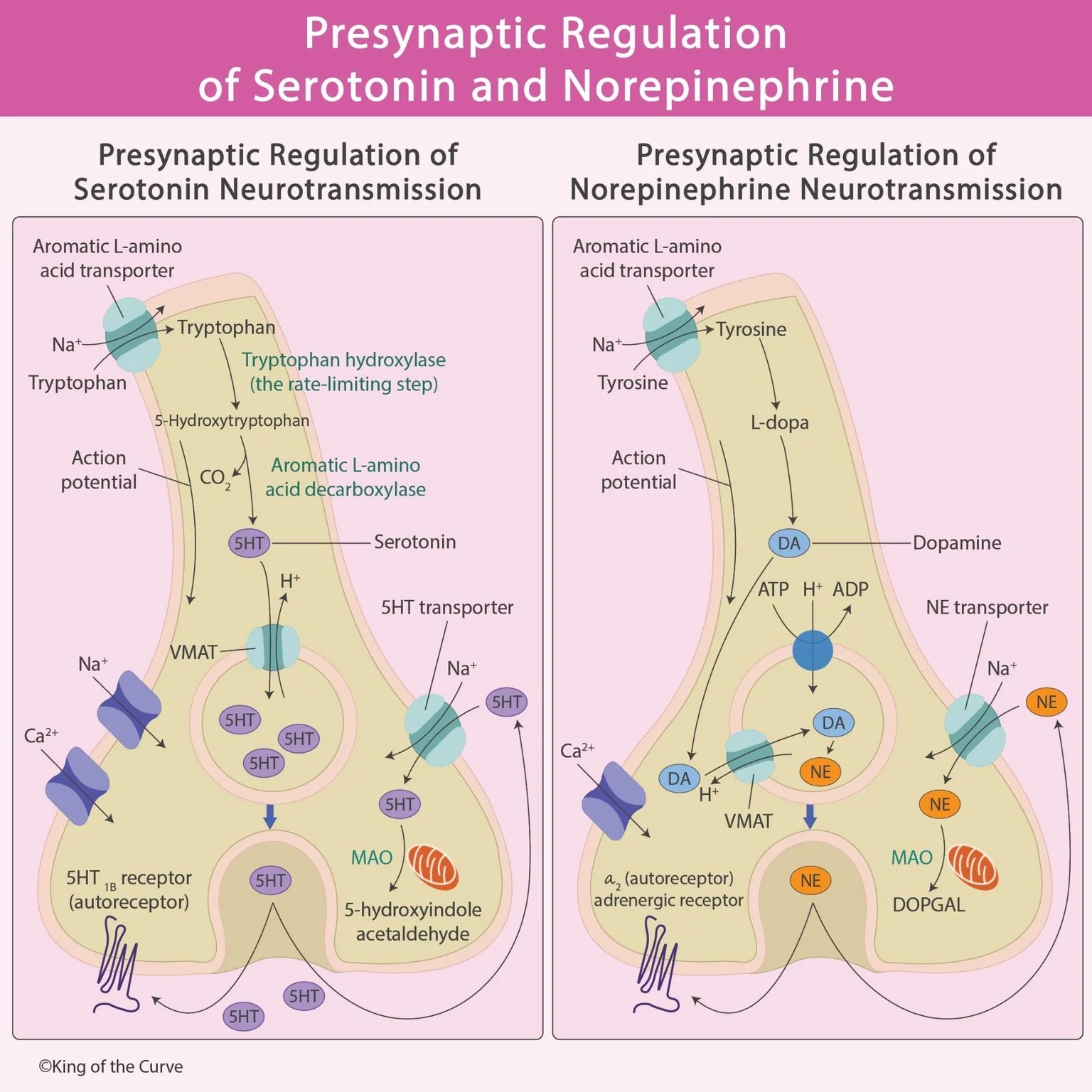 🧠 Presynaptic Regulation of Serotonin and Norepinephrine