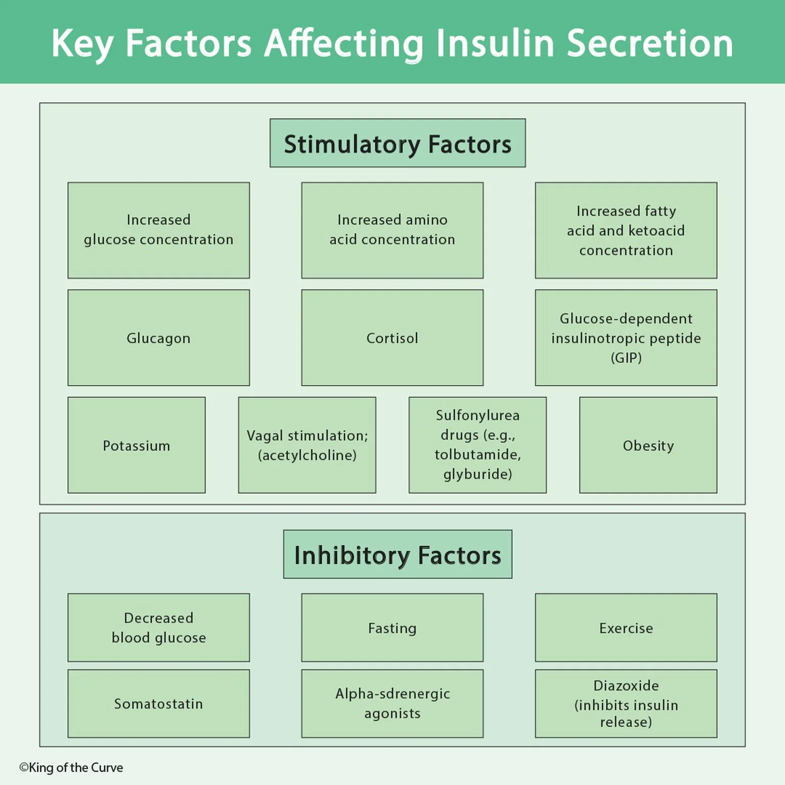 💉 Key Factors Affecting Insulin Secretion