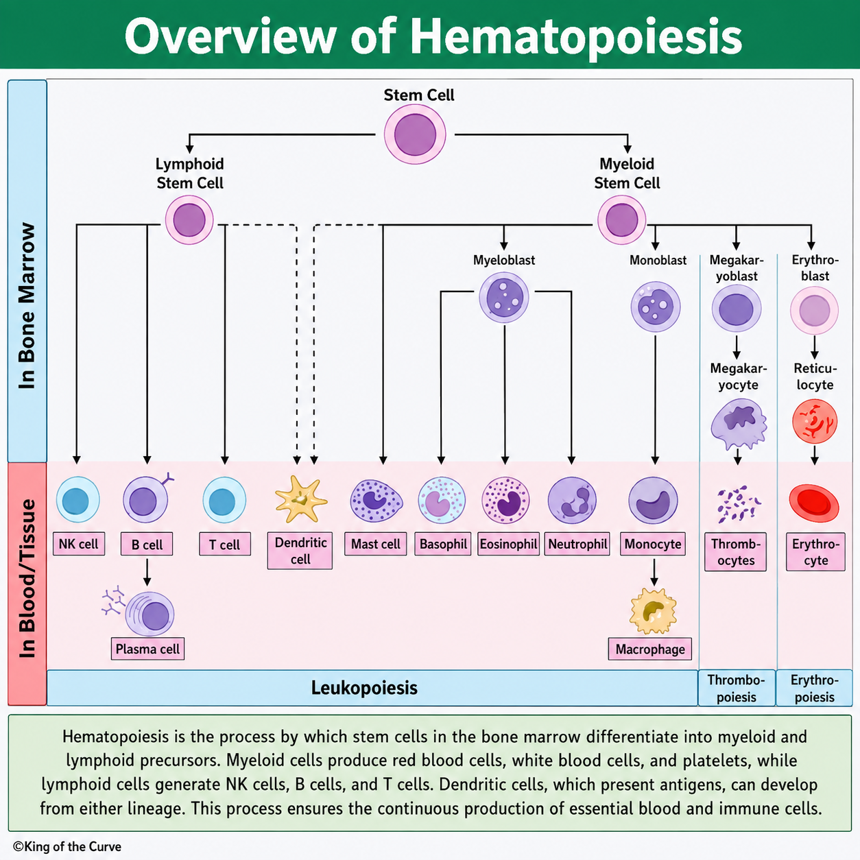 🩸 Overview of Hematopoiesis: How Blood Cells Are Formed