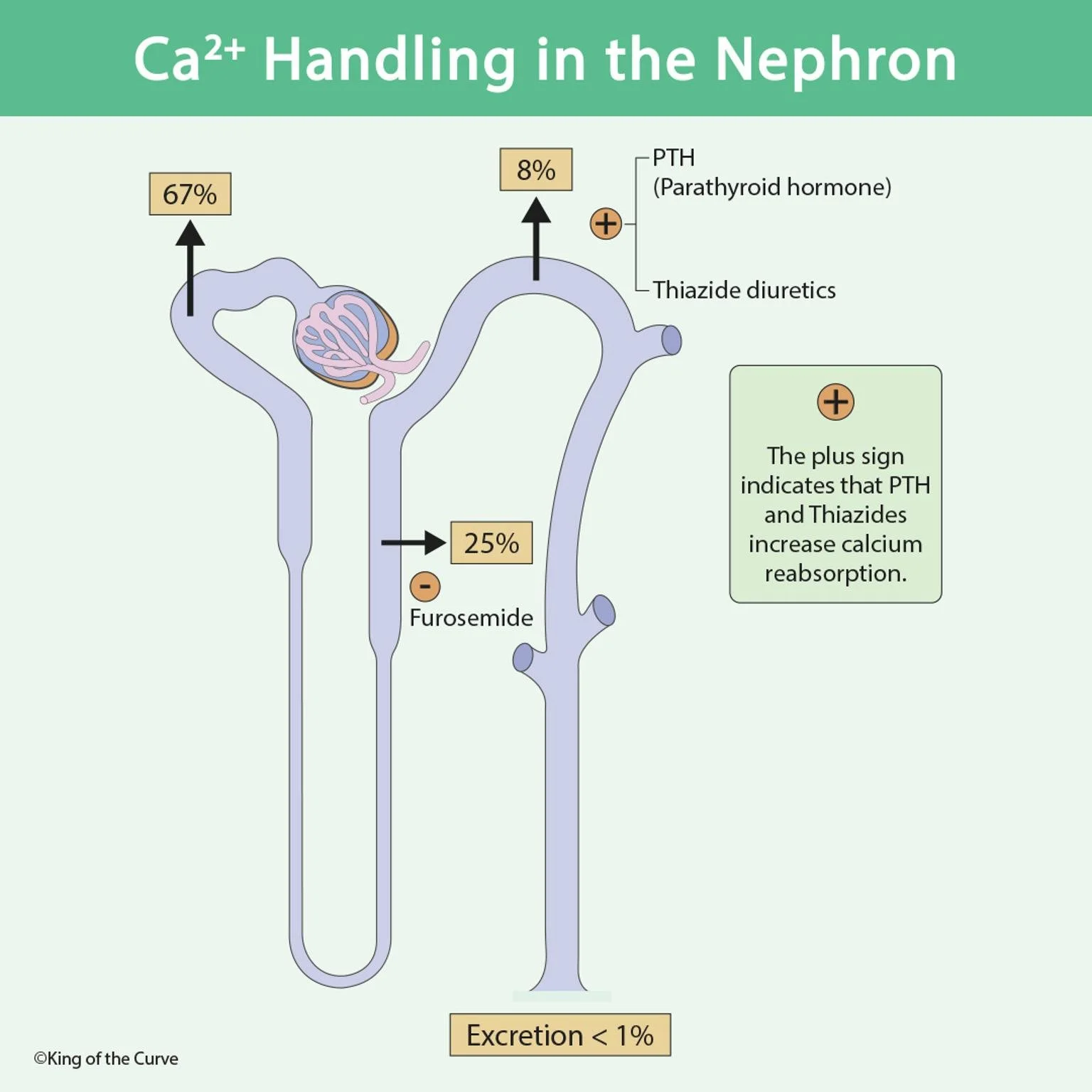 🧬 Ca²⁺ Handling in the Nephron: Physiology and Clinical Relevance