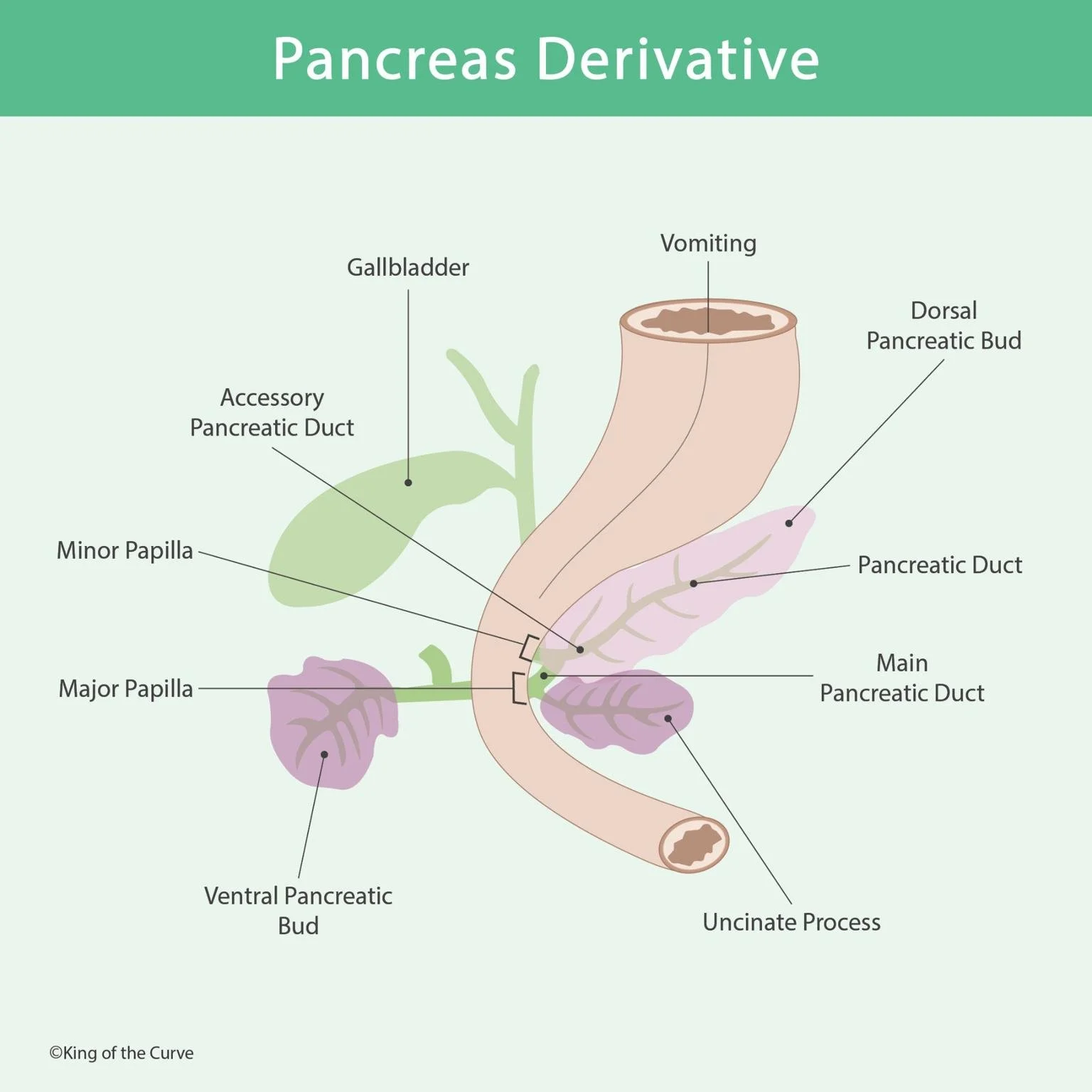 🧬 Pancreas Derivative: Embryologic Development of the Pancreas