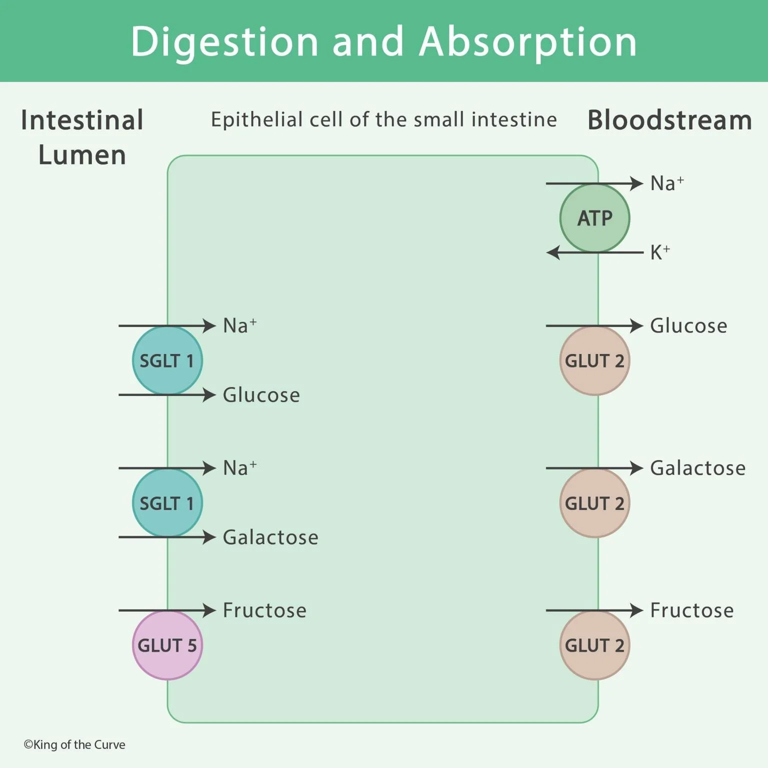 🧬 Digestion and Absorption of Carbohydrates