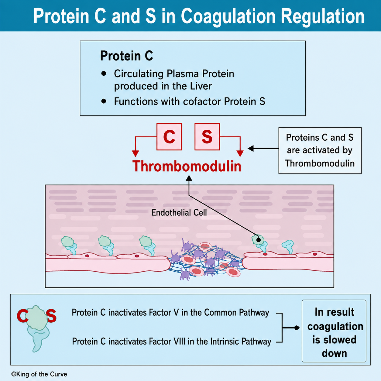 🩸 Protein C and S in Coagulation Regulation